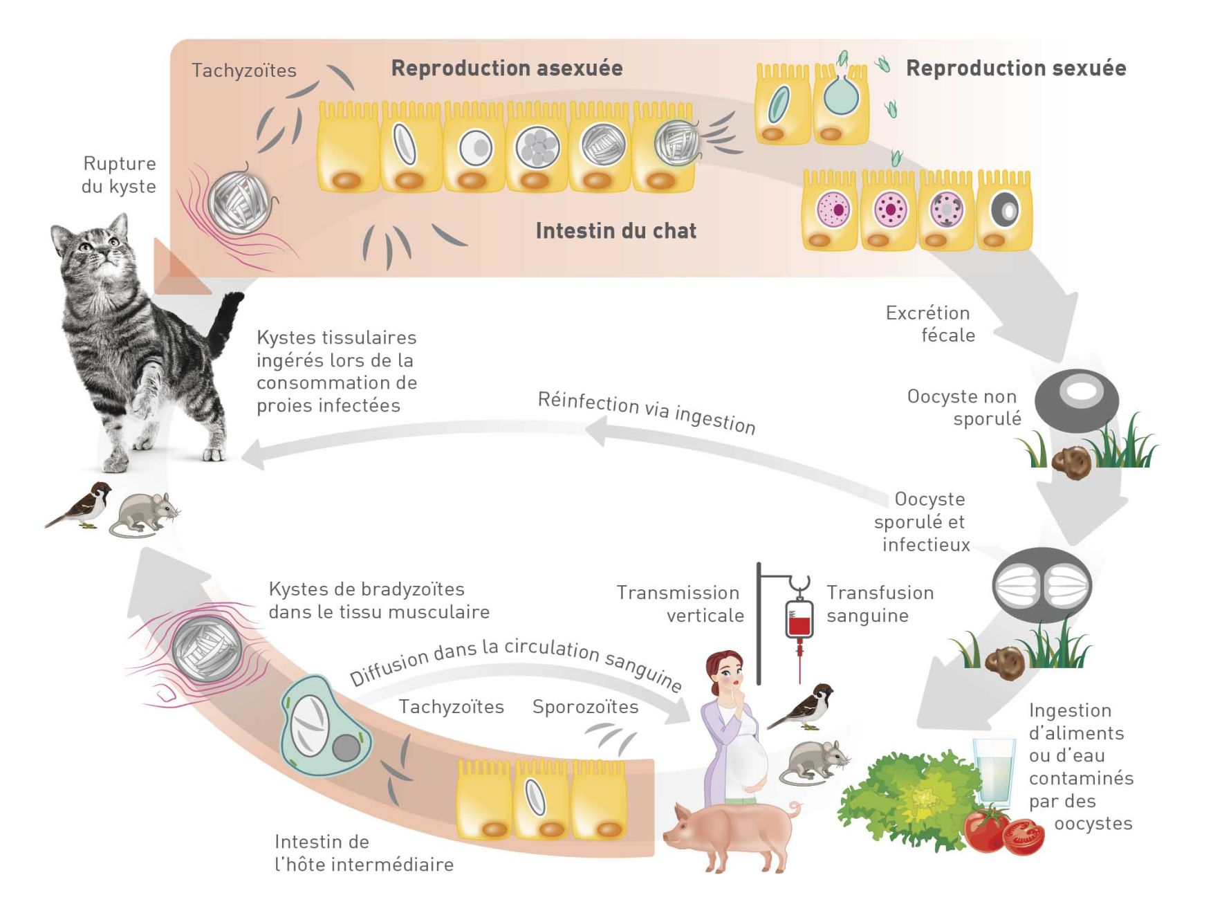 Cycle parasitaire de Toxoplasma gondii