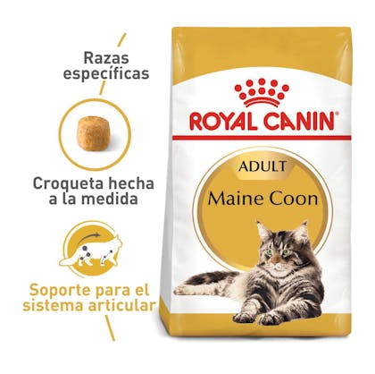 MAINE COON ADULT COLOMBIA 1