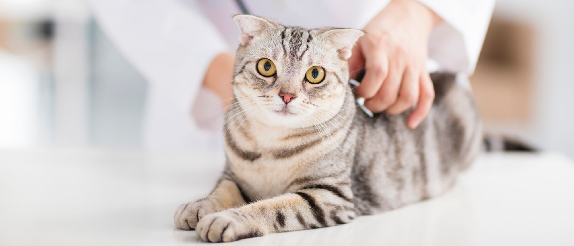 Gato em consulta com o médico-veterinário