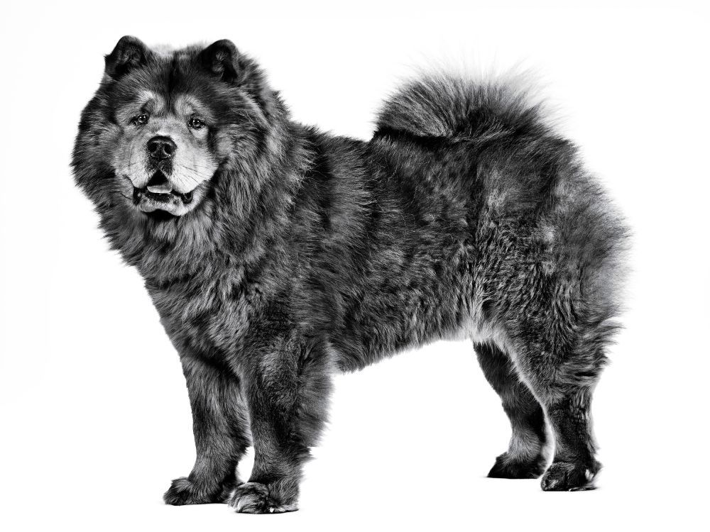 Portrait en noir et blanc d'un chow-chow debout