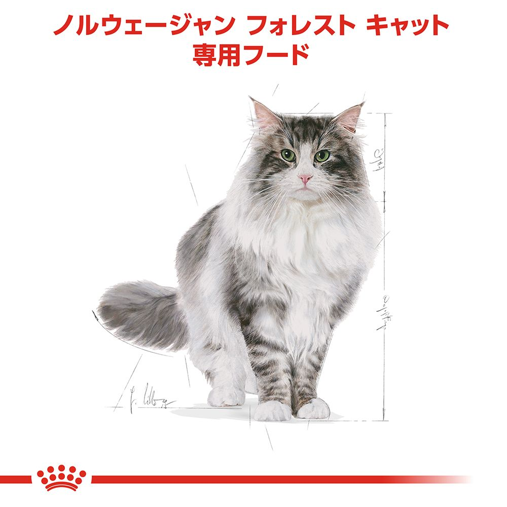 ノルウェージャン フォレスト キャット 成猫用