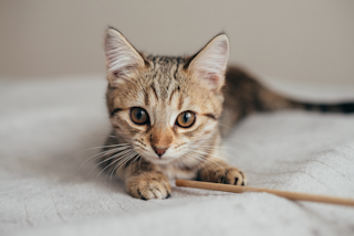 КОШАЧЬЯ ТРЕВОГА И КОШАЧИЙ СТРЕСС КАК ПОМОЧЬ