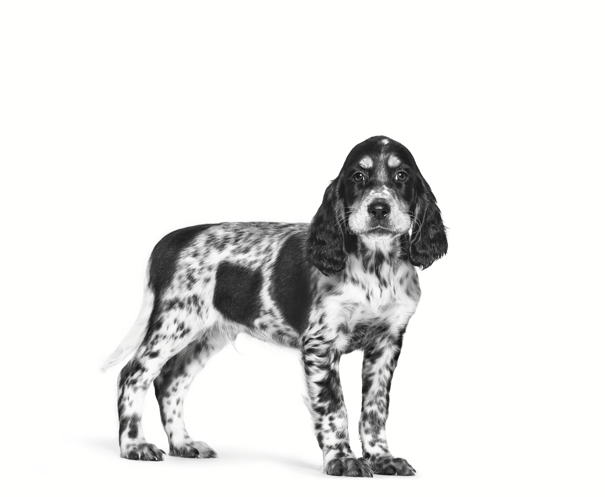 English Setter standing black and white