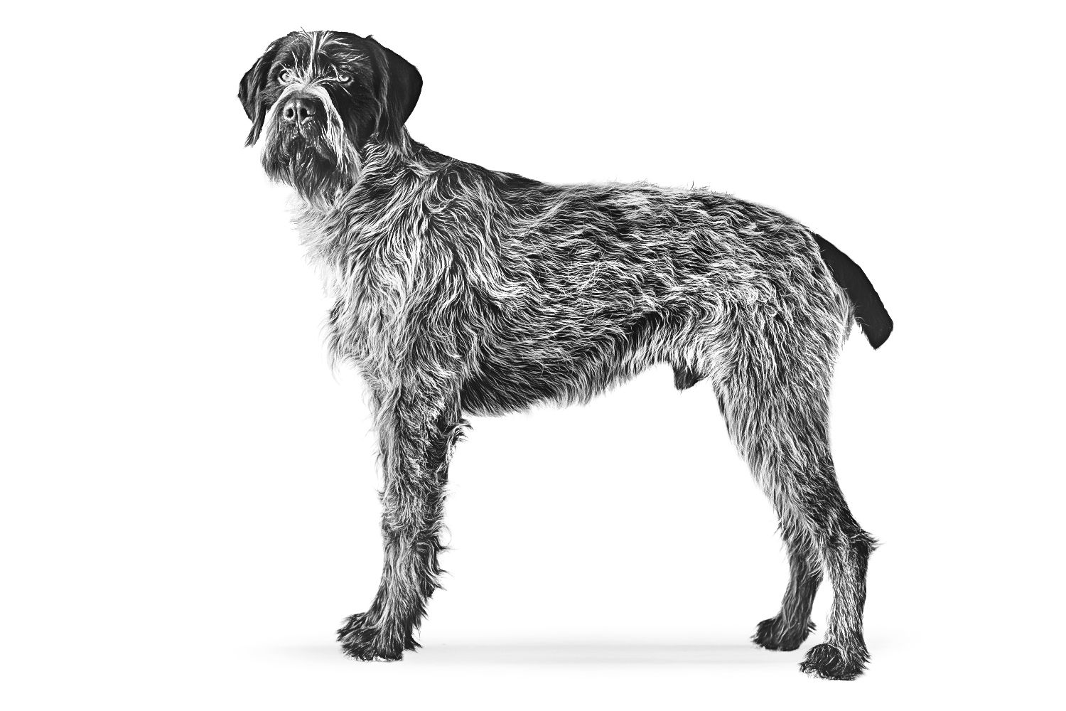 Bohemian Wire-Haired Pointing Griffon adult black and white