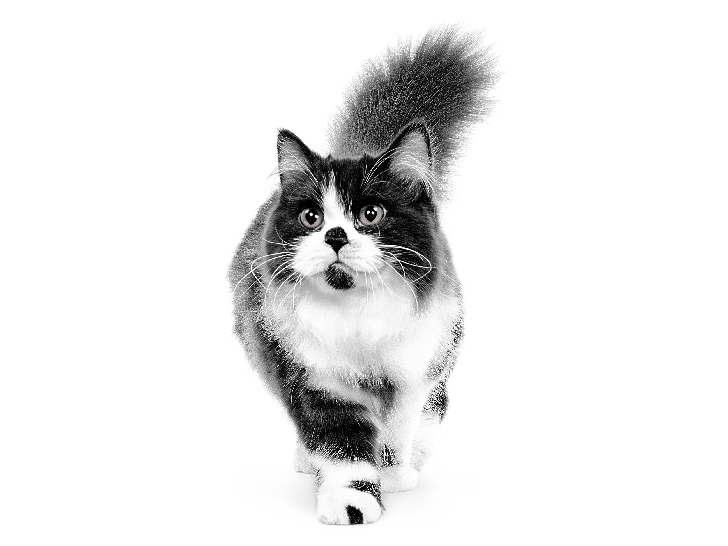 British Longhair adult in black and white