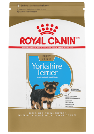 Yorkshire Terrier Cachorro
