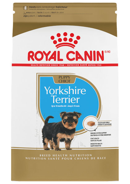 Yorkshire_Terrier_Puppy_1