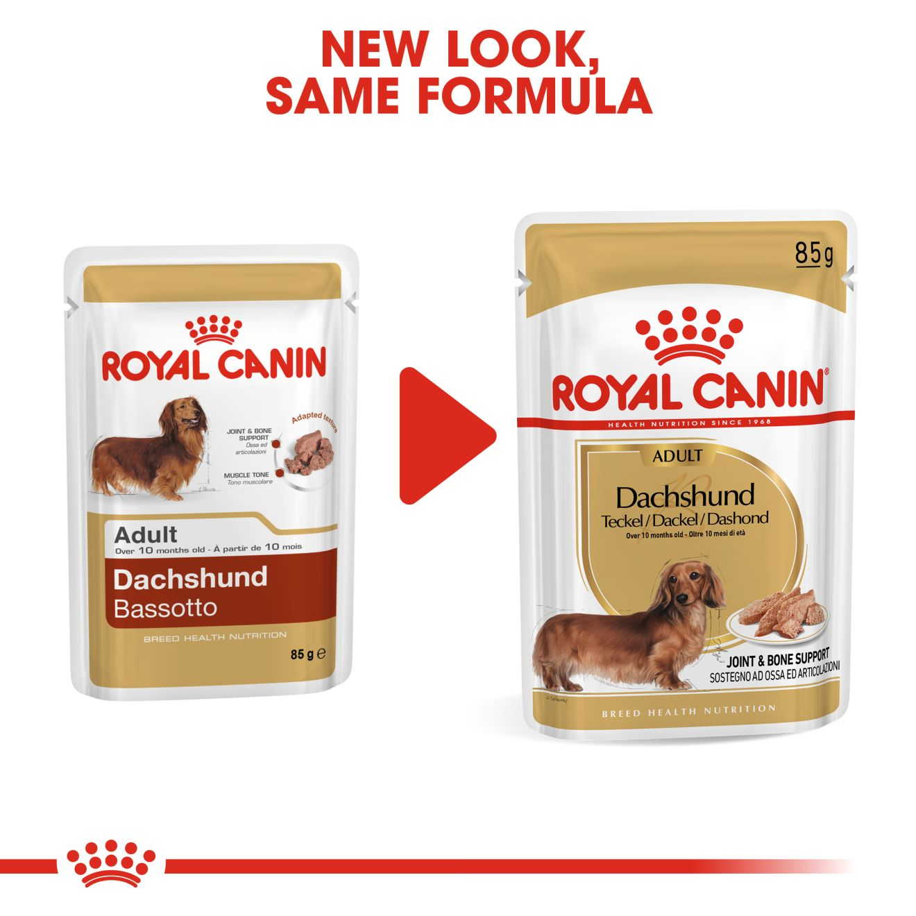 Dachshund Adult Natvoer | Royal Canin Nl