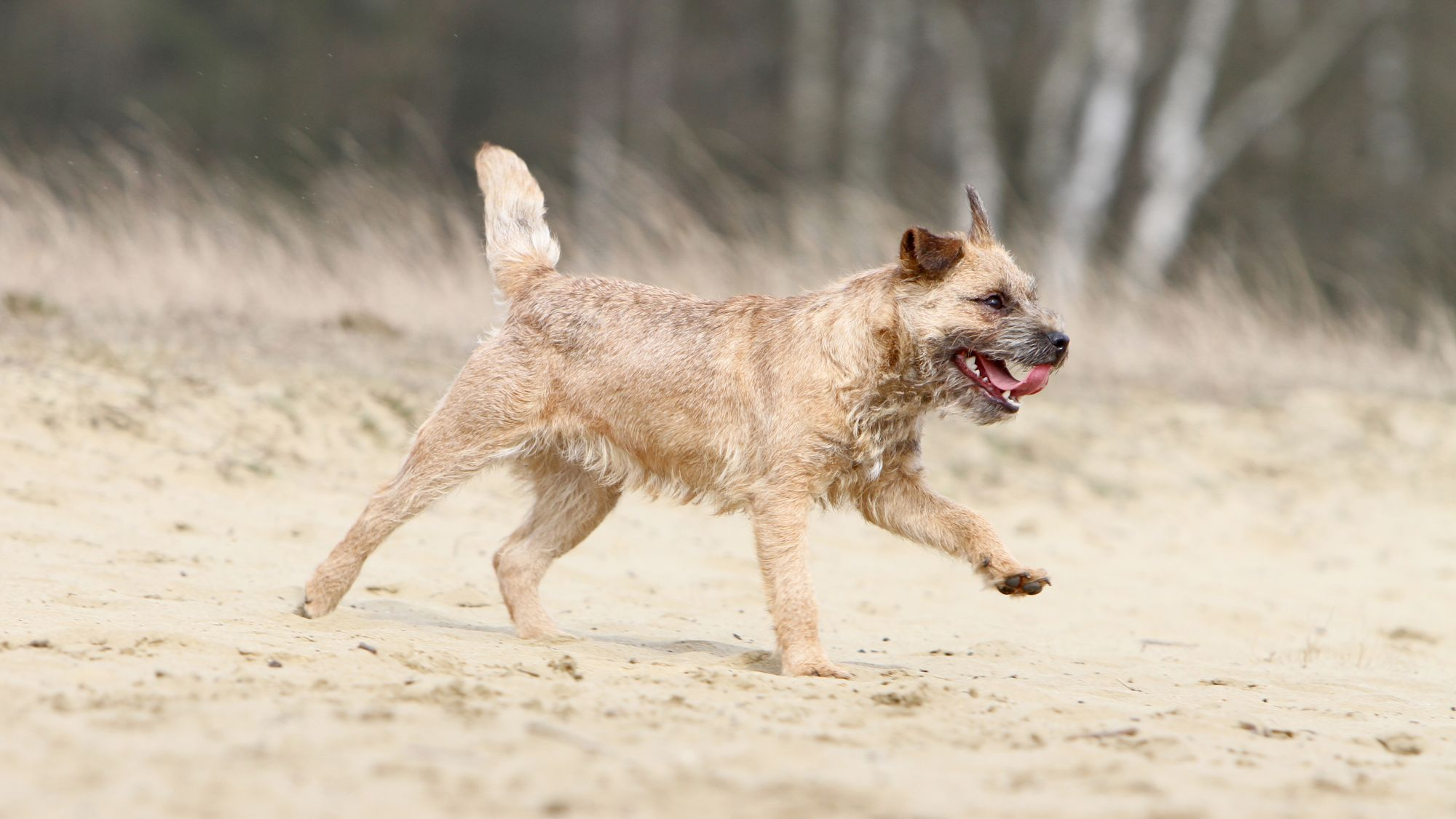 Border Terrier running across dry land