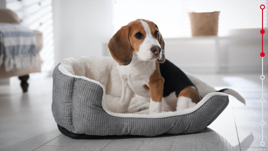 beagle puppy in dog bed at home