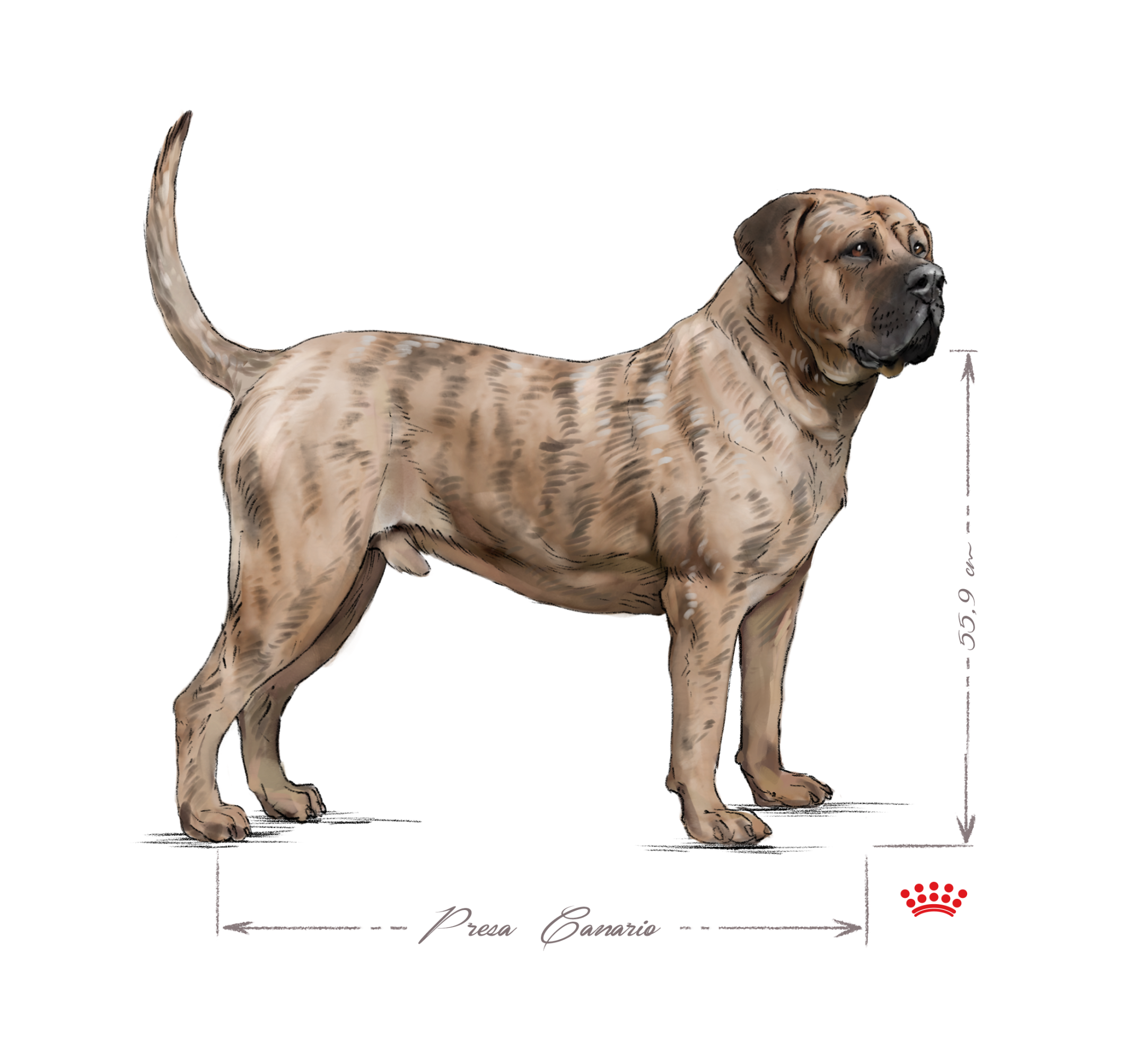 Presa Canario adult black and white