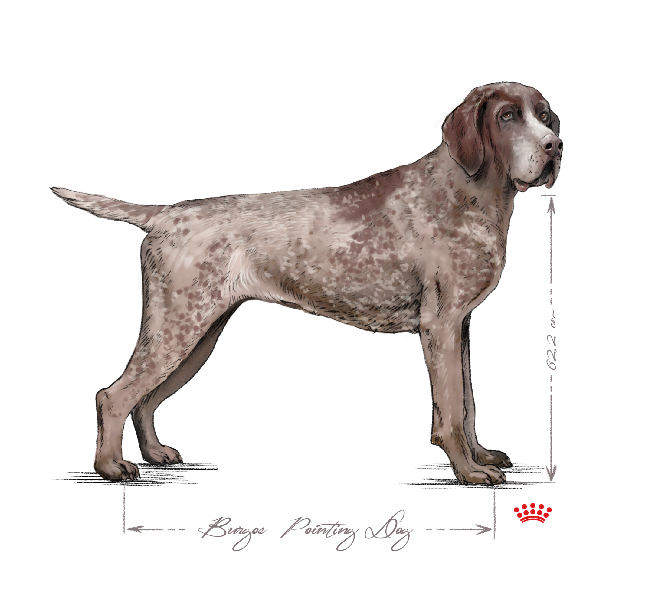Bracco di Burgos adulto in bianco e nero