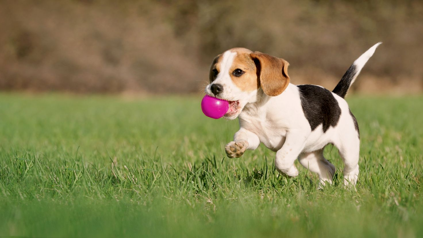 Cachorro de Beagle corriendo con una bola rosa en la boca