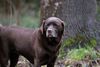 Le vieillissement et le syndrome de fragilité canine