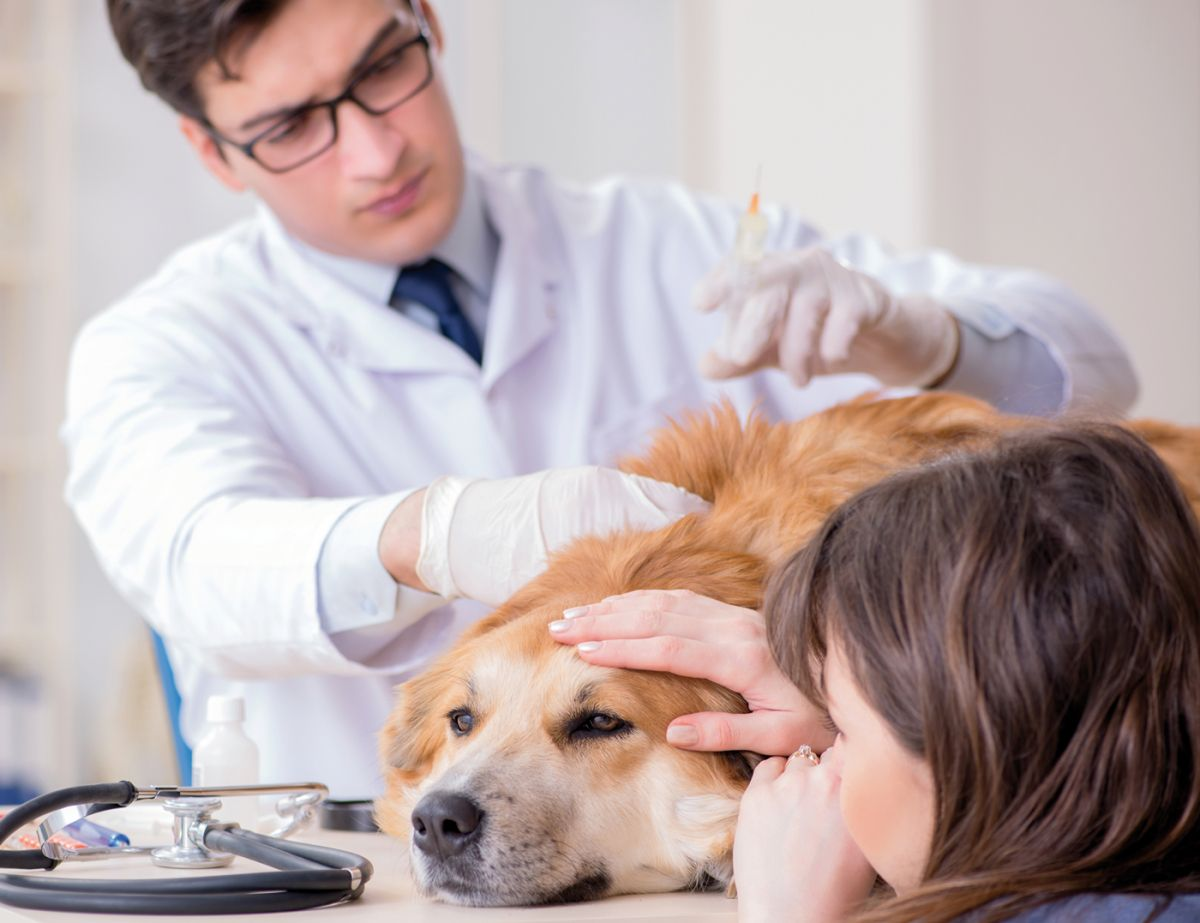 Veterinarians face many ethical dilemmas and difficult situations on a daily basis; treating a terminally ill pet or euthanizing a long-time patient whilst consoling a distraught owner can be emotionally draining.
