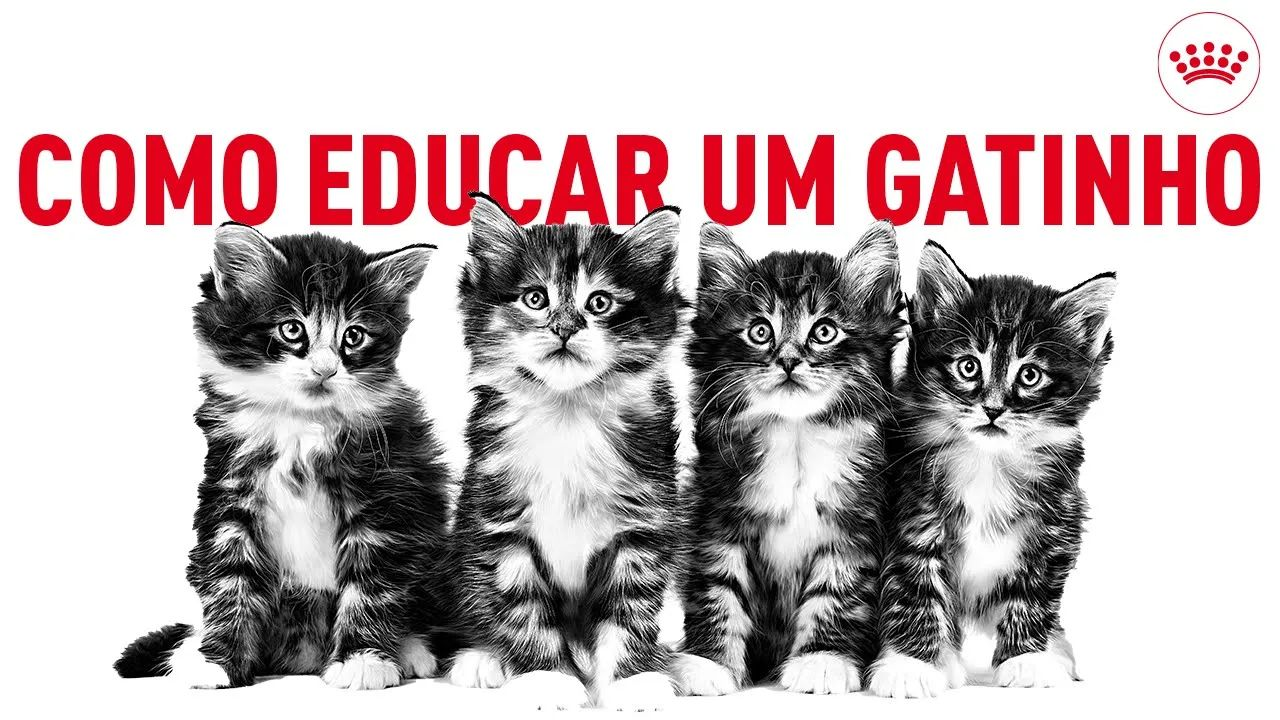 Como educar um gatinho: 5 conselhos para lhe ensinar as regras principais 