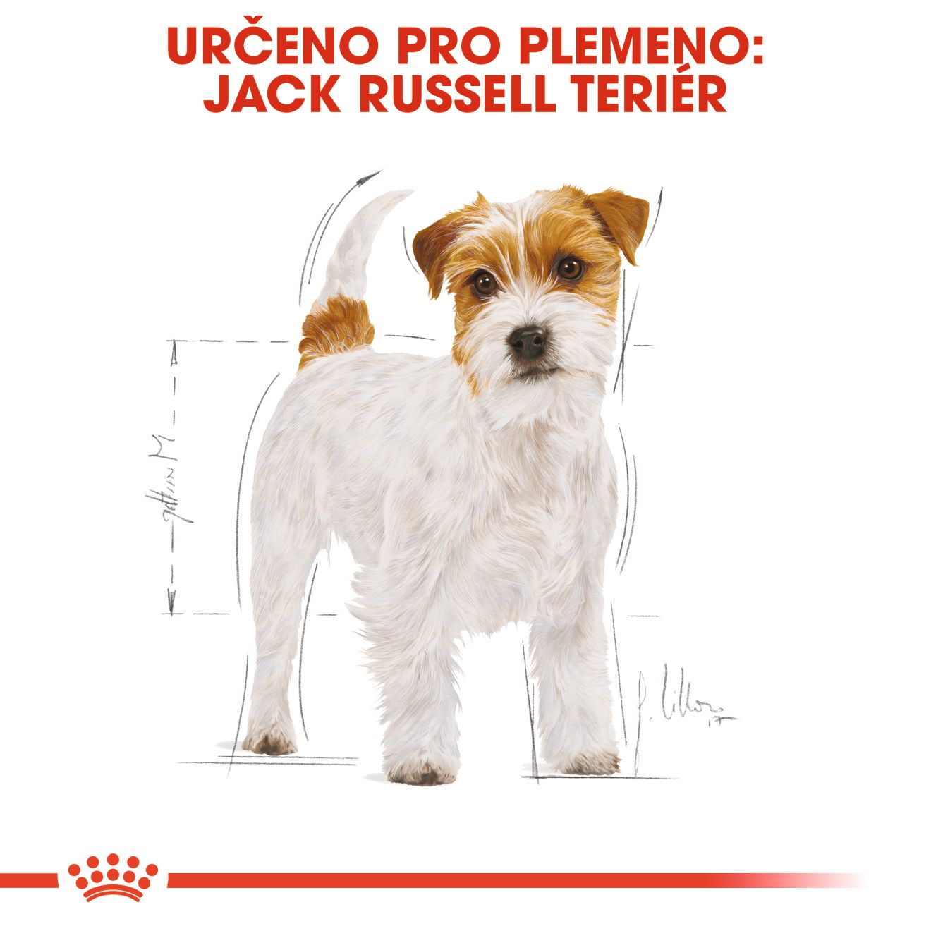 JACK RUSSELL Adult