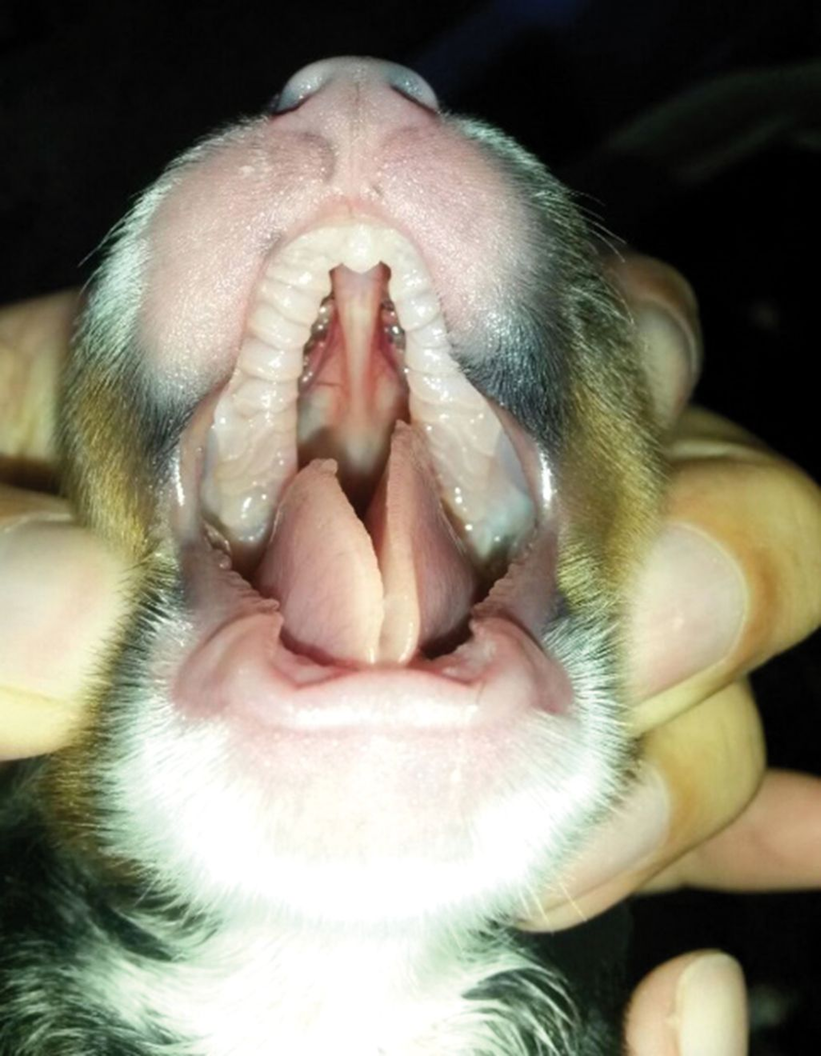 how do i treat an open wound on a newborn puppy