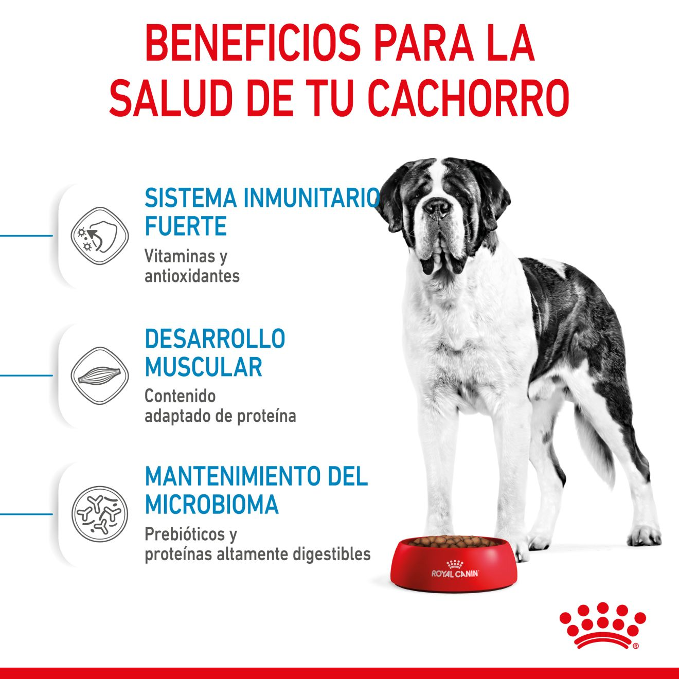 Junior Perro Gigante