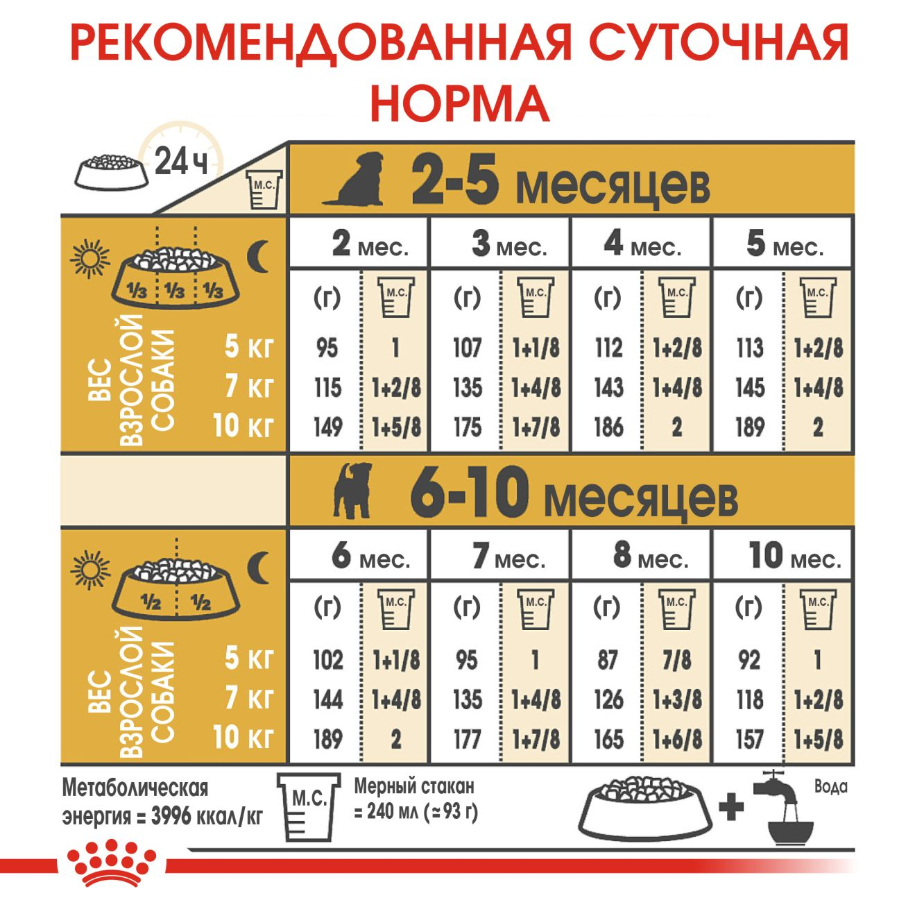 Jack Russell Terrier Puppy