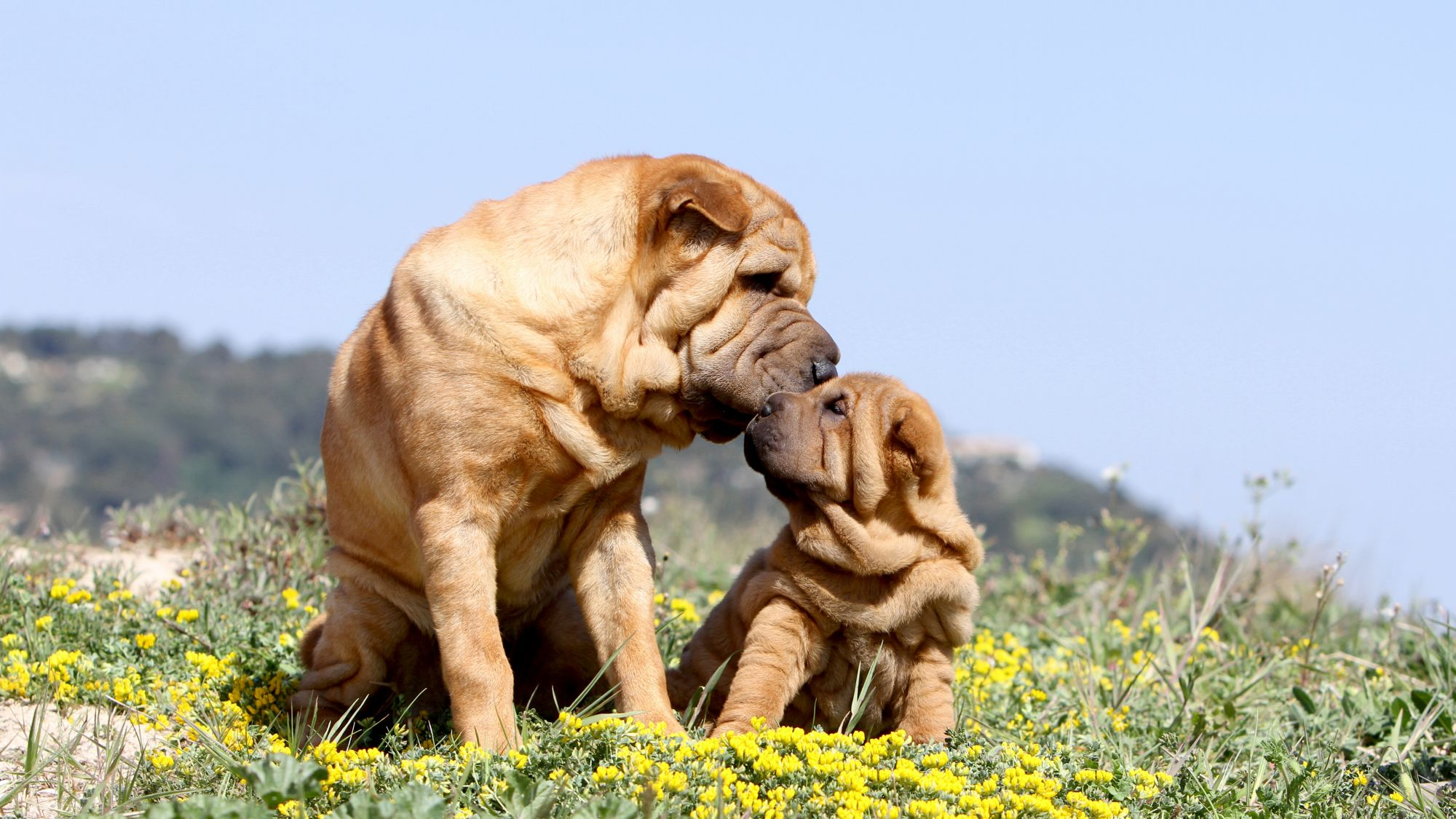 An adult Chinese Shar-Pei licking the head of a puppy