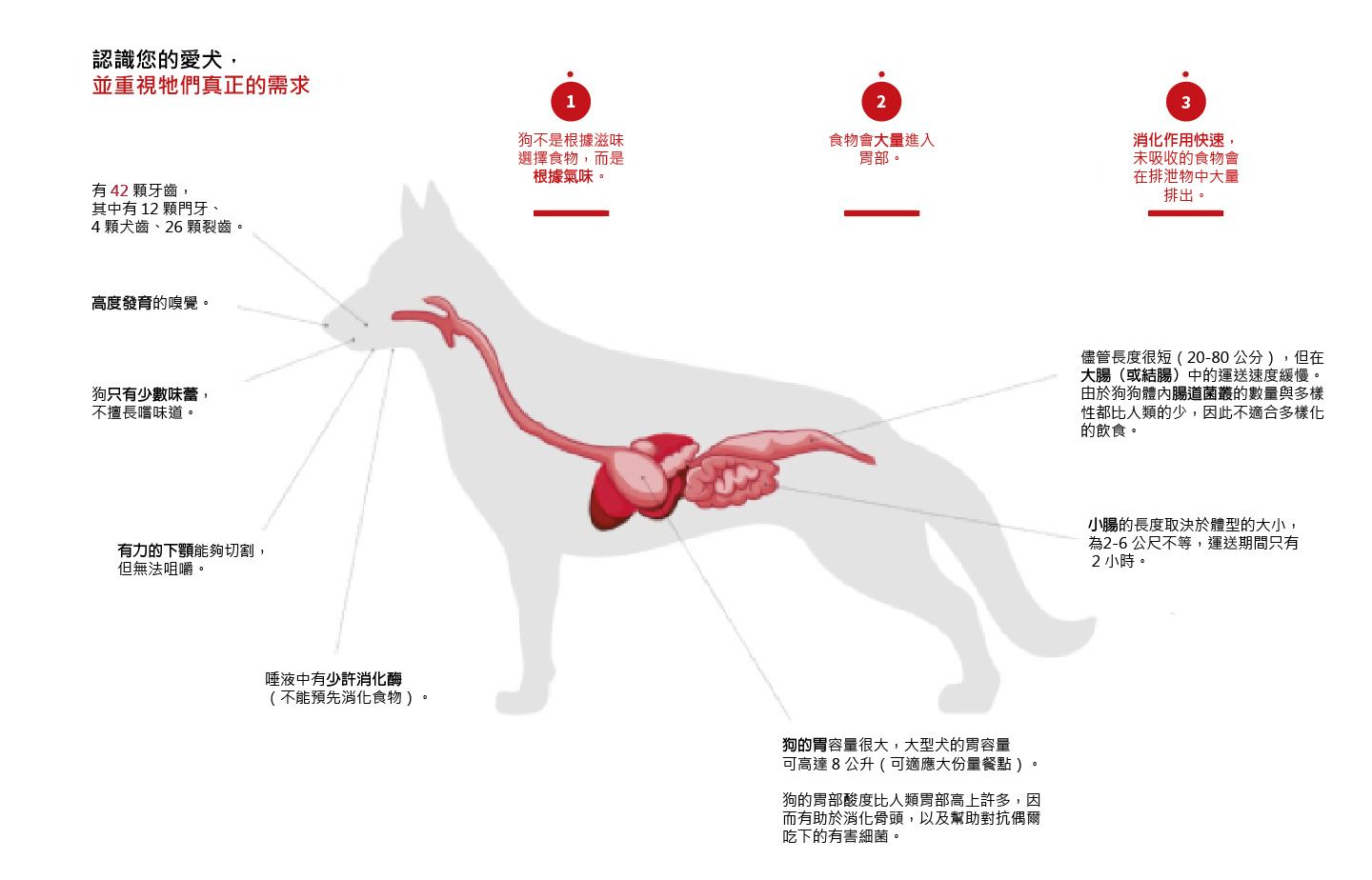 sol-puppy-microbiota