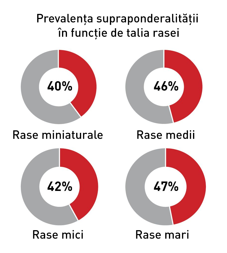 Prevalența excesului de greutate corporală la diferite rase de câini conform datelor de la Banfield Pet Hospital. 
