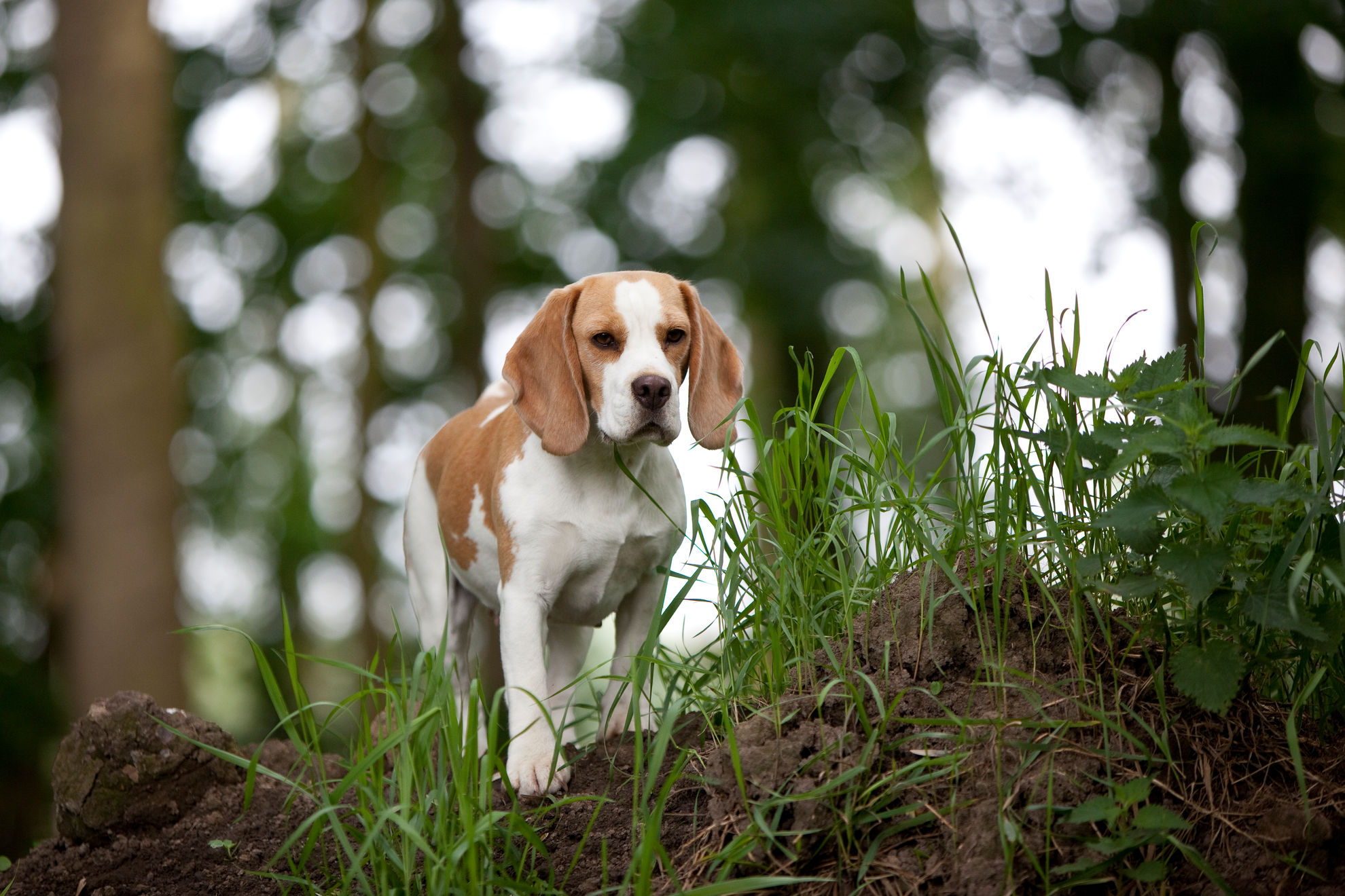 Бигль-харьер / Beagle Harrier - dobroheart.ru