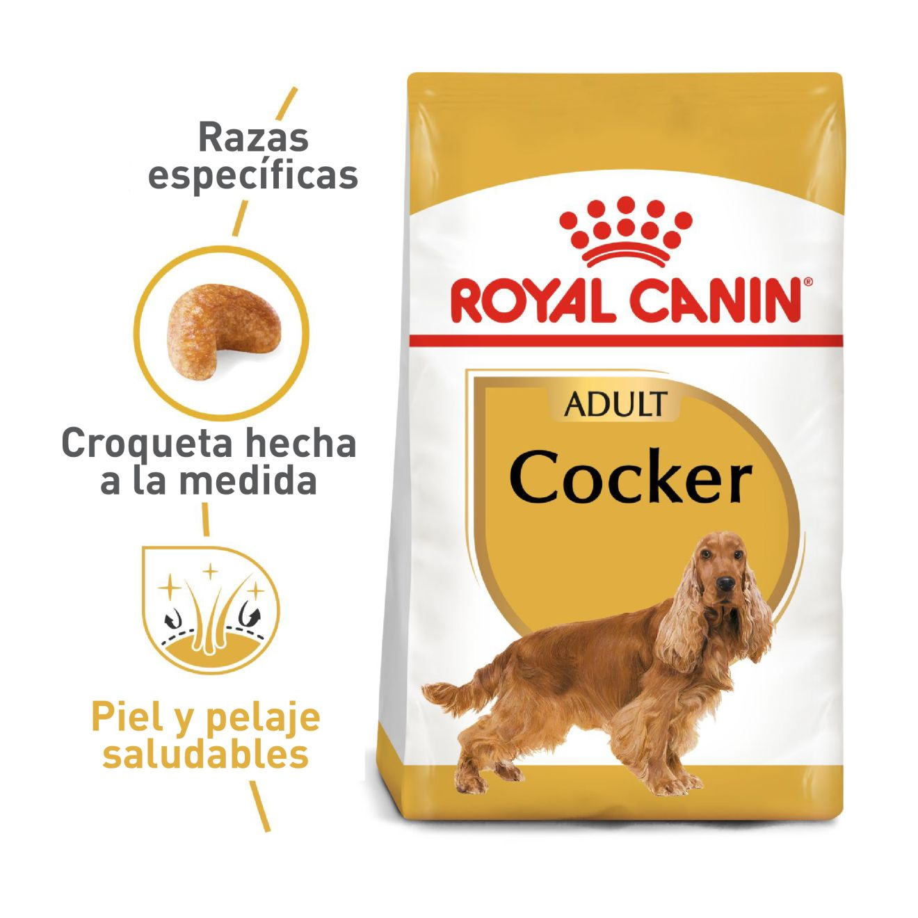 Cocker Adulto