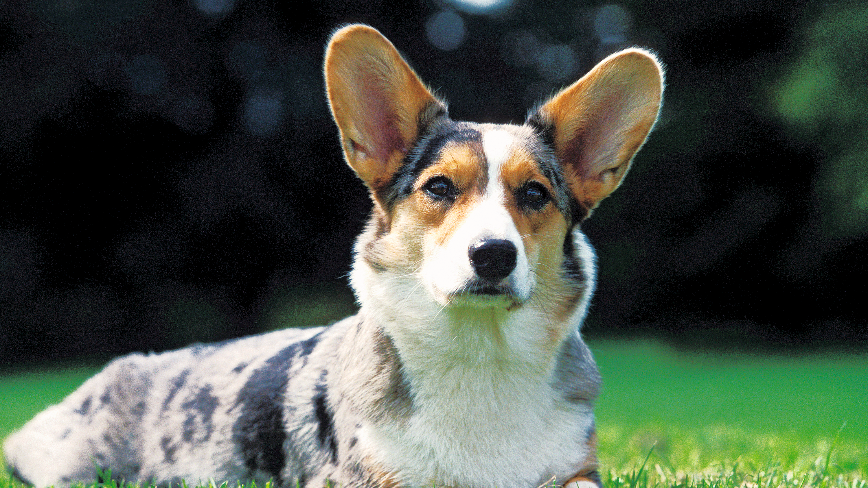 Welsh Corgi Cardigan | Royal Canin