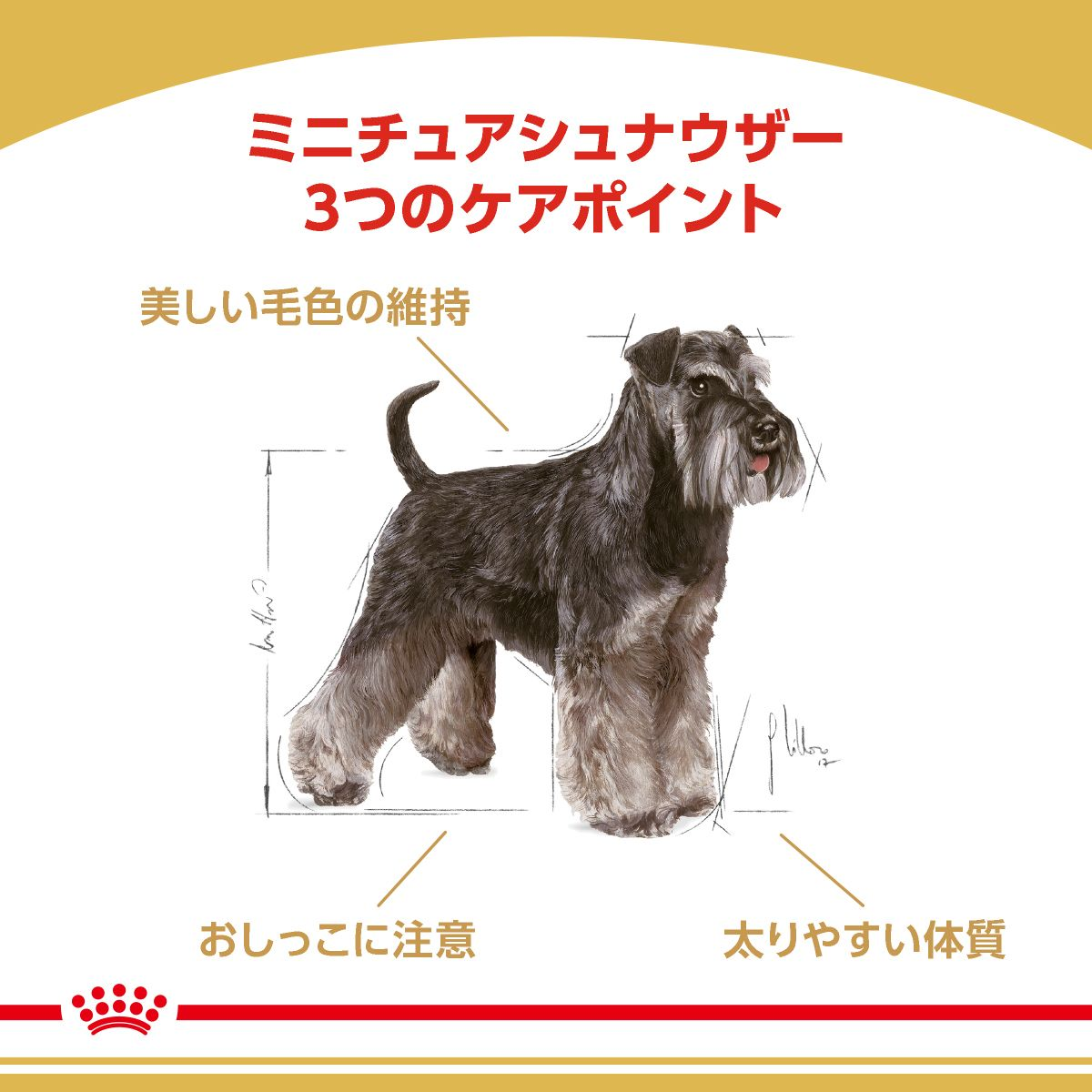 ミニチュア シュナウザー 成犬～高齢犬用