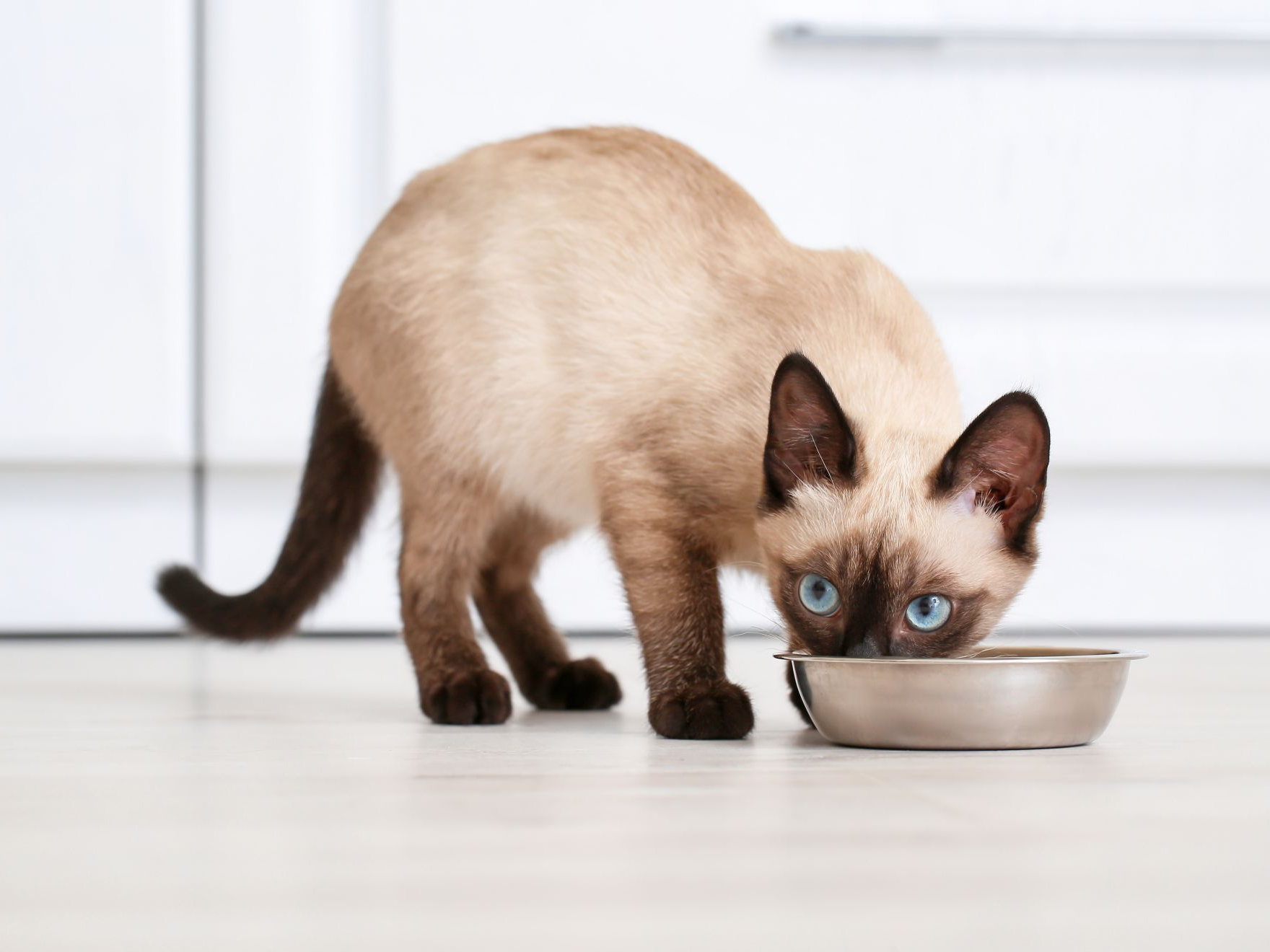 Gato Siamese comiendo de un comedero en su  casa 