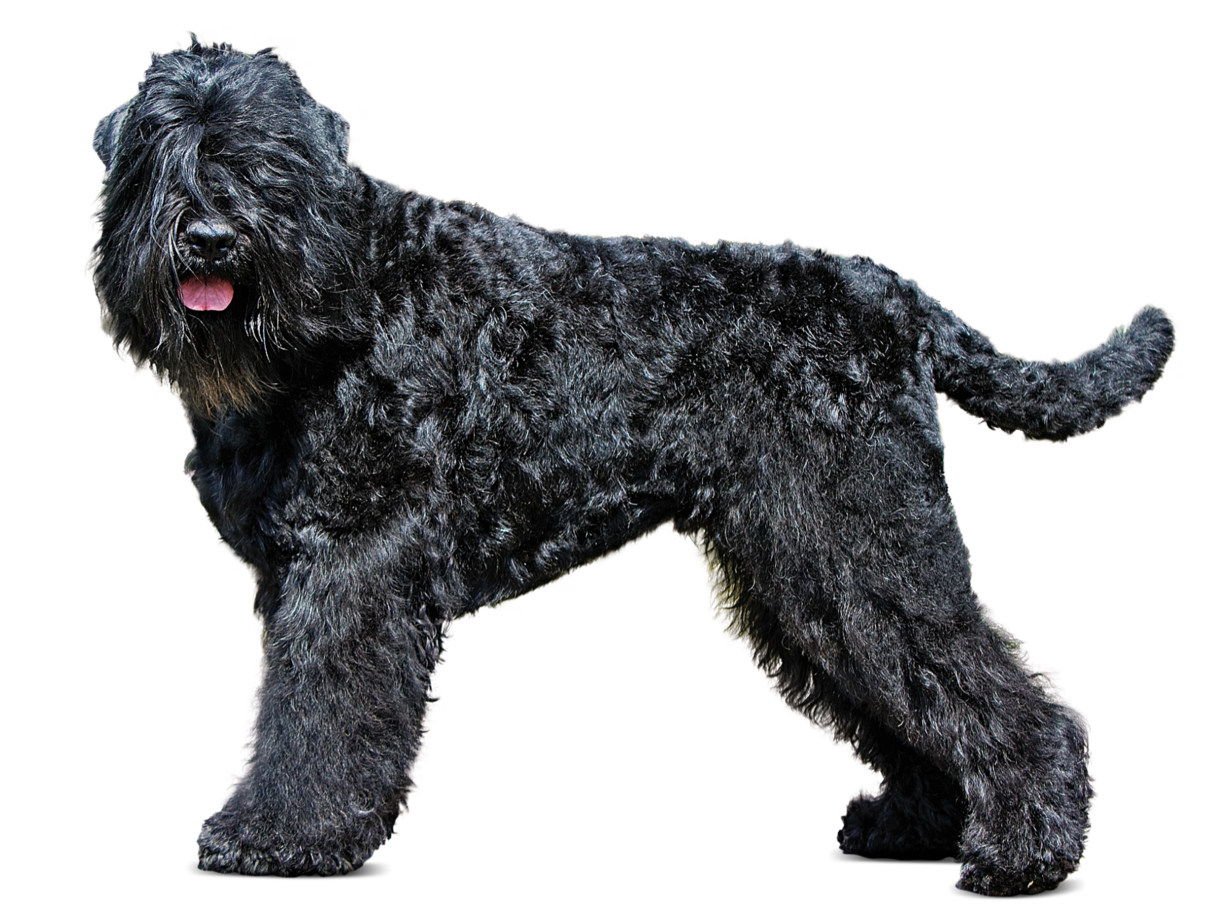 Russian Black Terrier in black and white