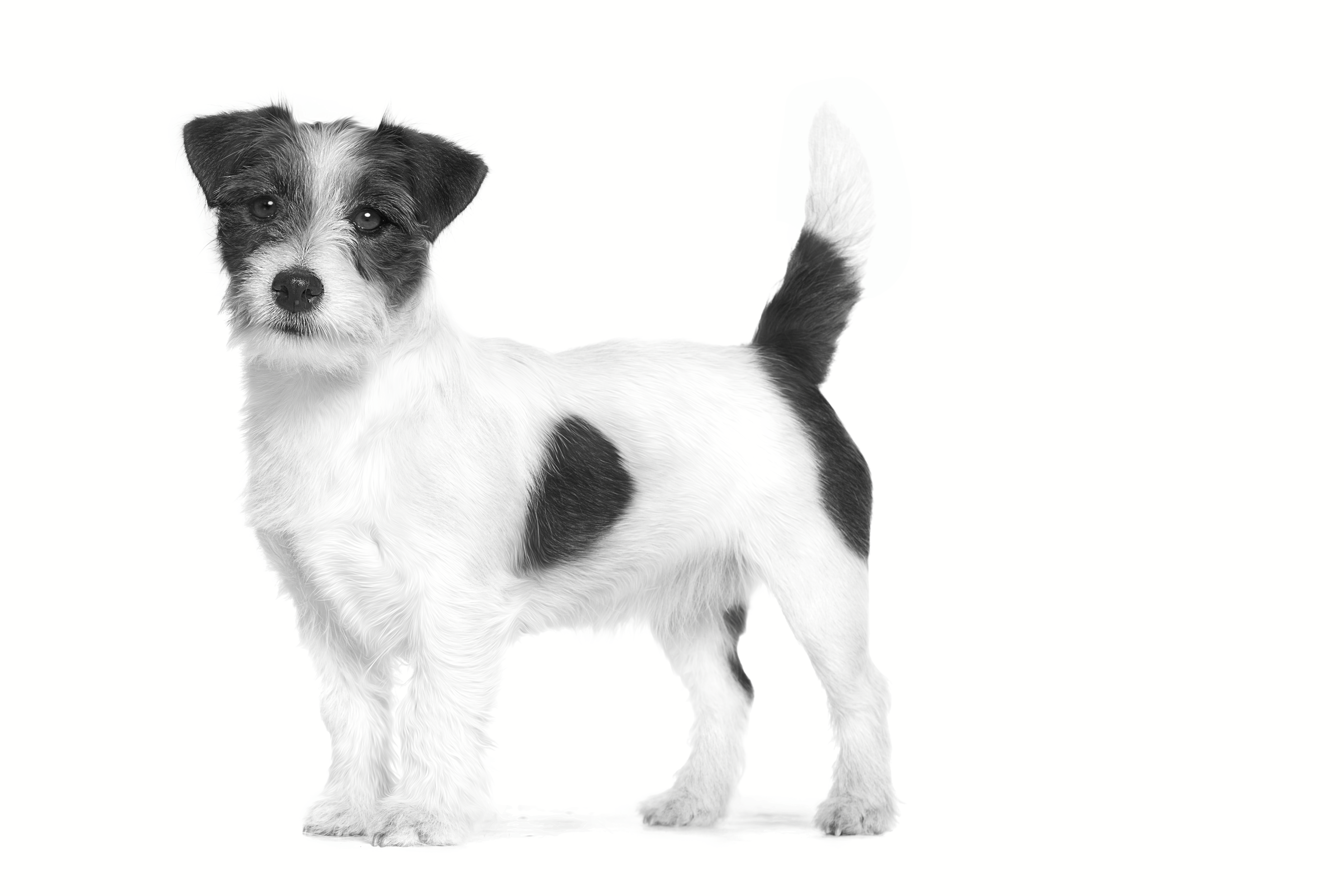 Jack russell adulte, en position debout en noir et blanc sur fond blanc 