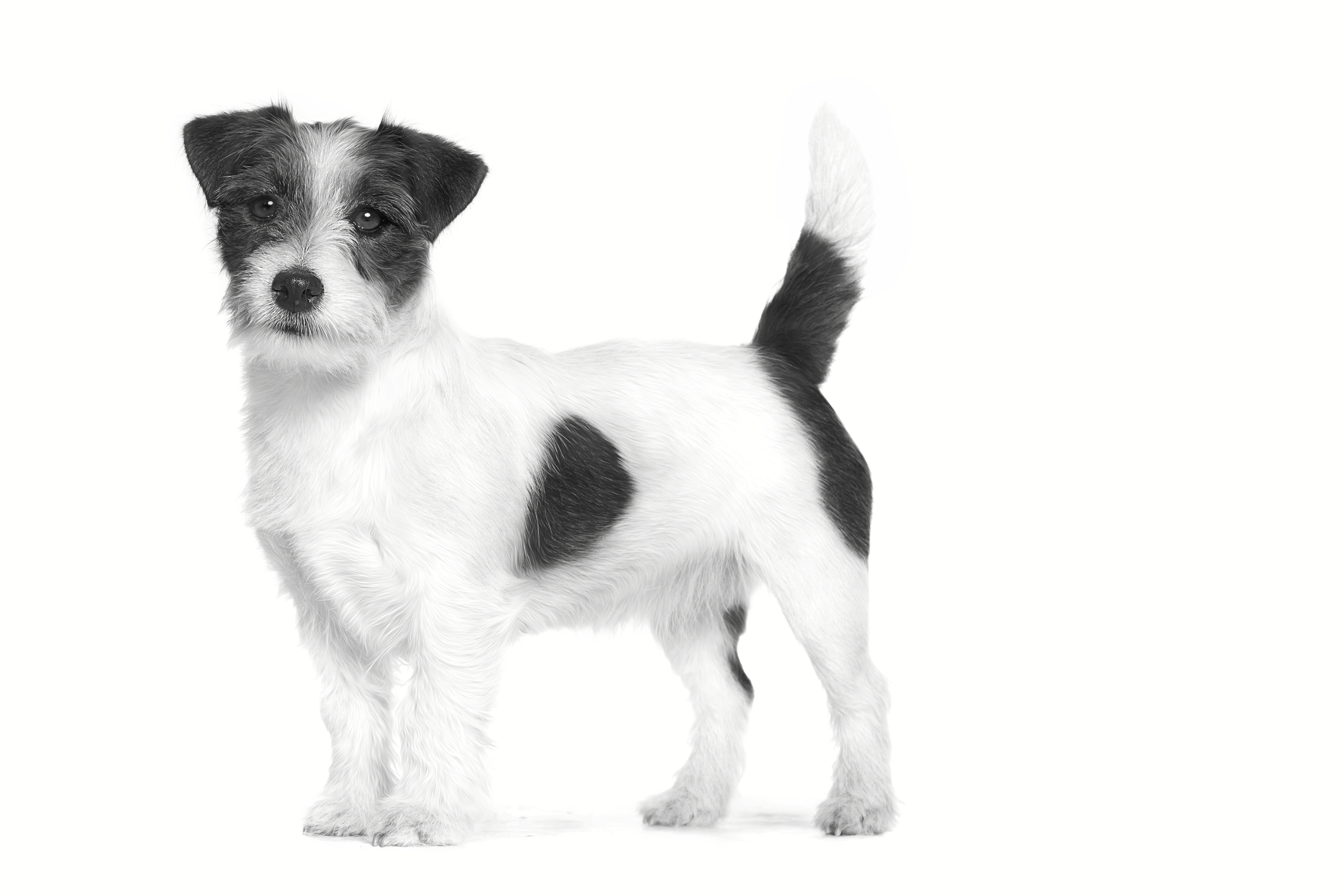 Ein Schwarzweiß-Foto eines stehenden ausgewachsenen Jack Russell Terriers vor  weißem Hintergrund