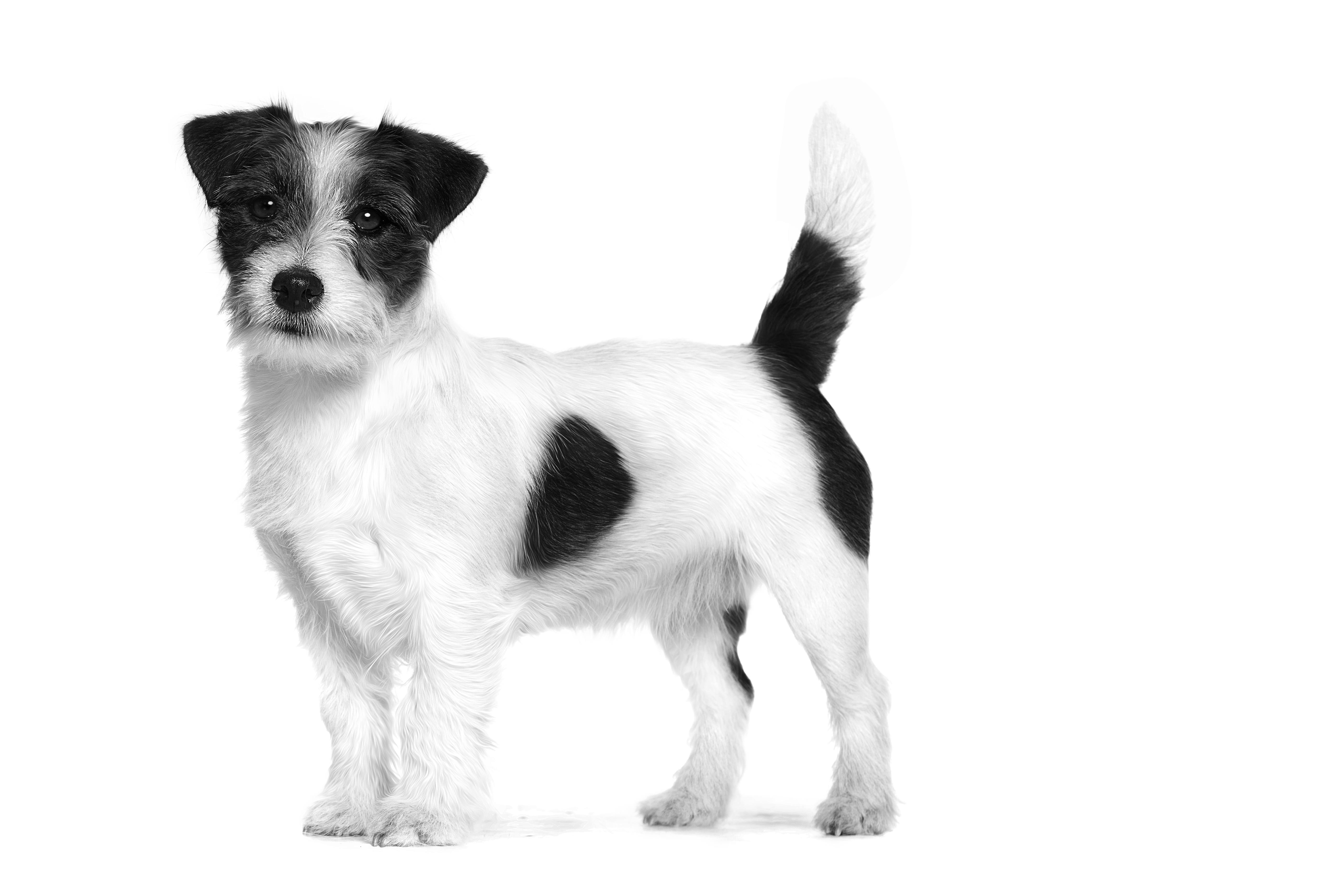Voksen jack russell terrier som står i svart og hvitt på hvit bakgrunn