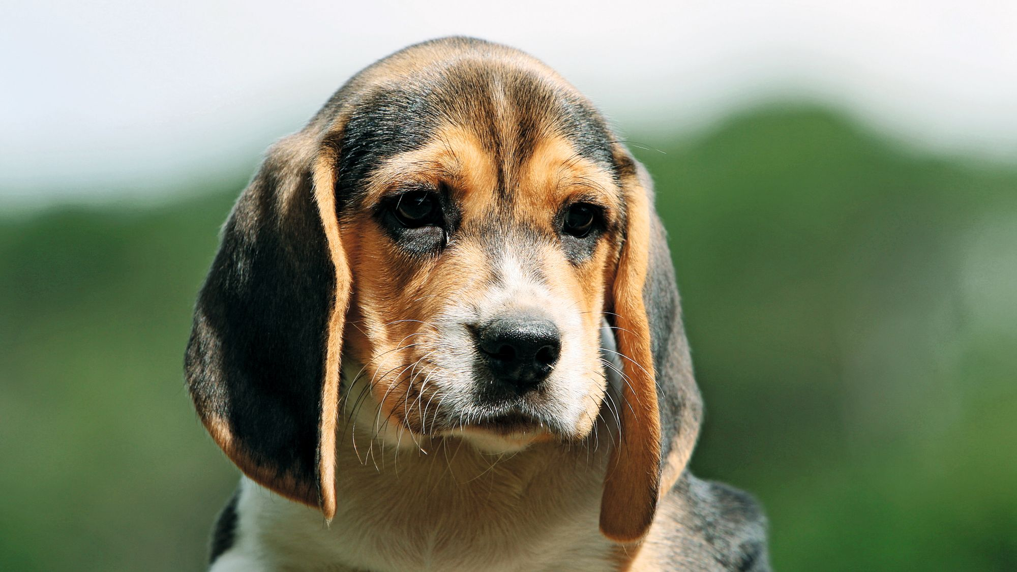 Beagle-Welpe sitzt in Schwarzweiß