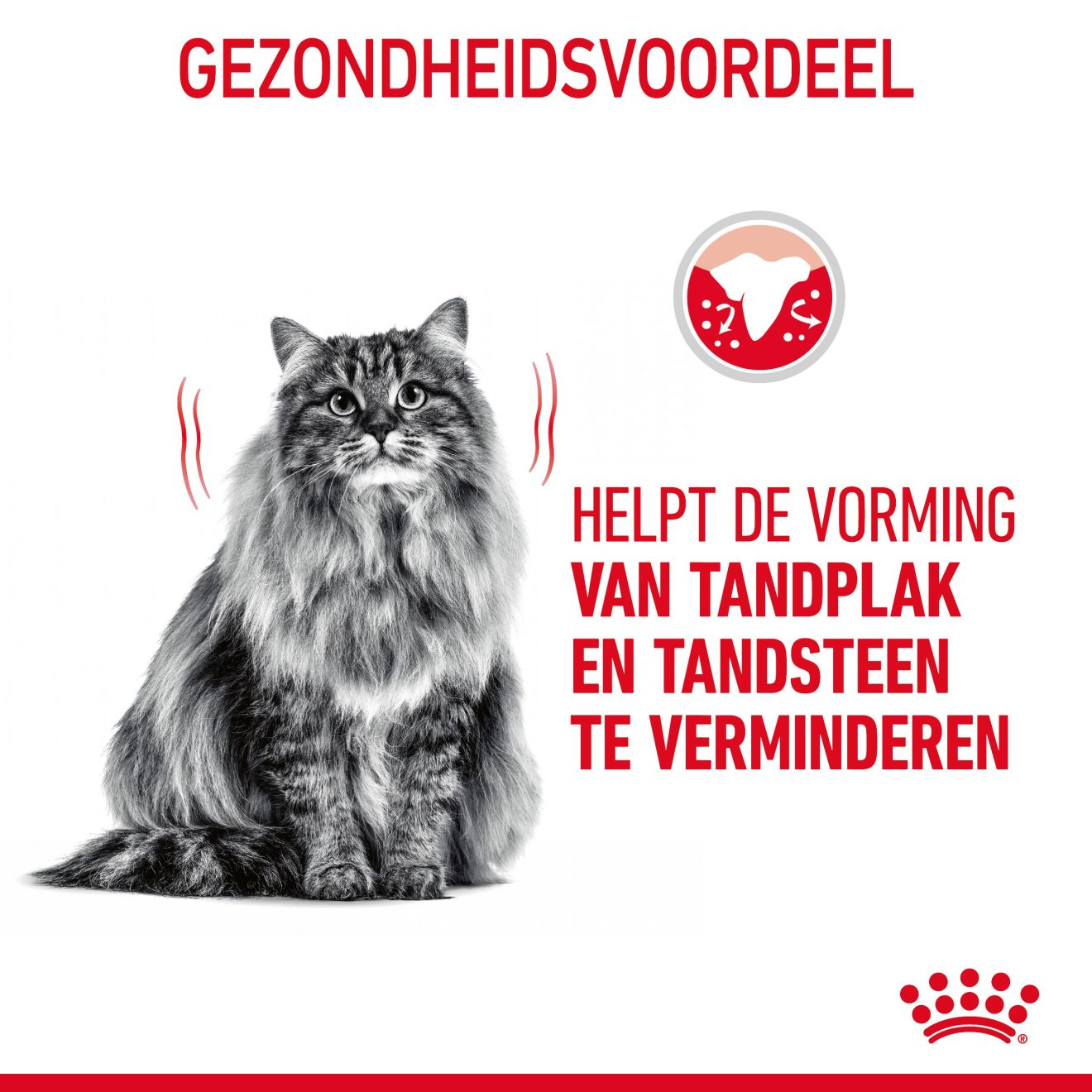 Liever enthousiast Prehistorisch Dental Care dry | Royal Canin