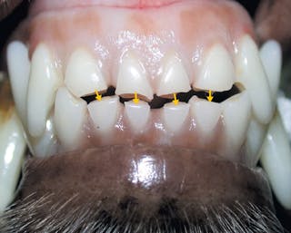 Dental disease in dogs and cats