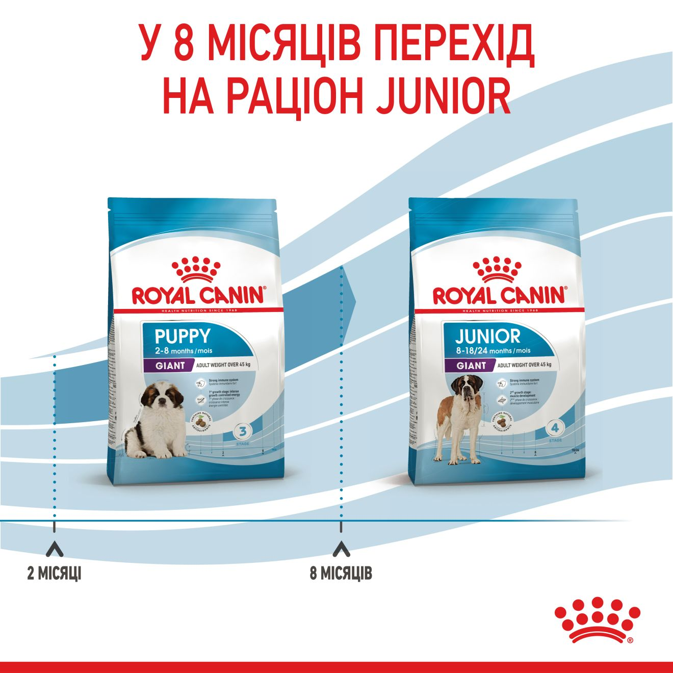Giant Puppy | Royal Canin UA
