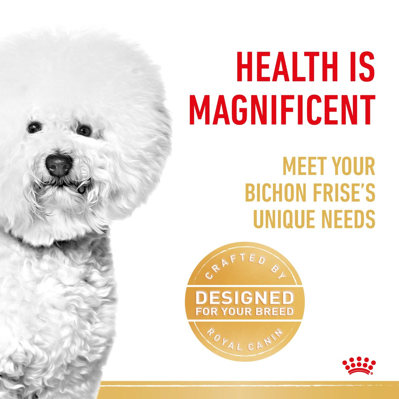 Bichon Frise Adult