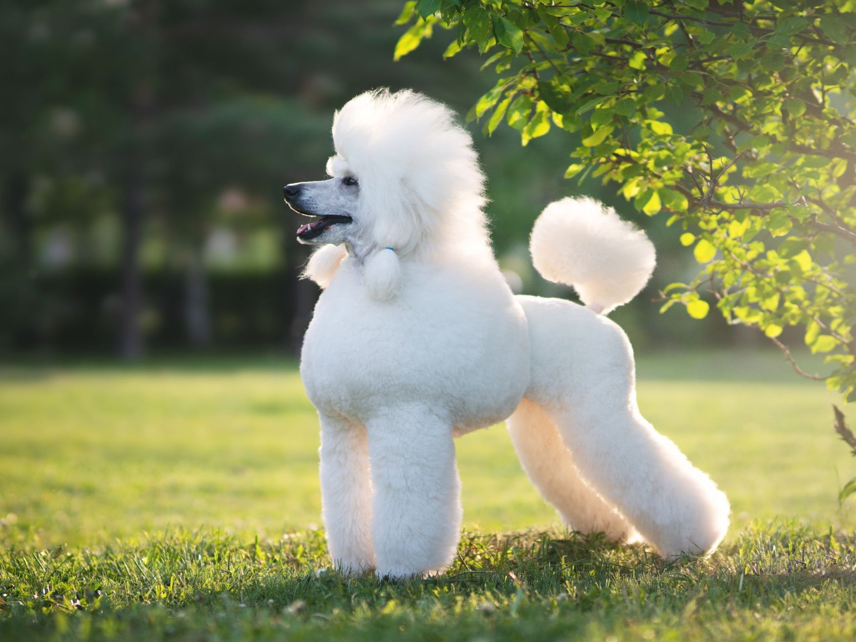 Portrait d'un grand caniche blanc. À l'extérieur