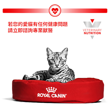 Royal canin outlet maintenance cat food