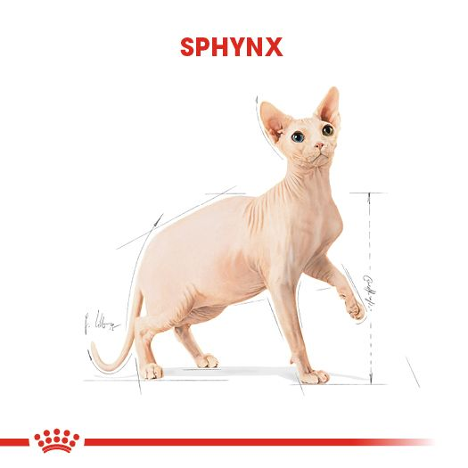 Sphynx Adult Yetişkin Kedi Kuru Maması