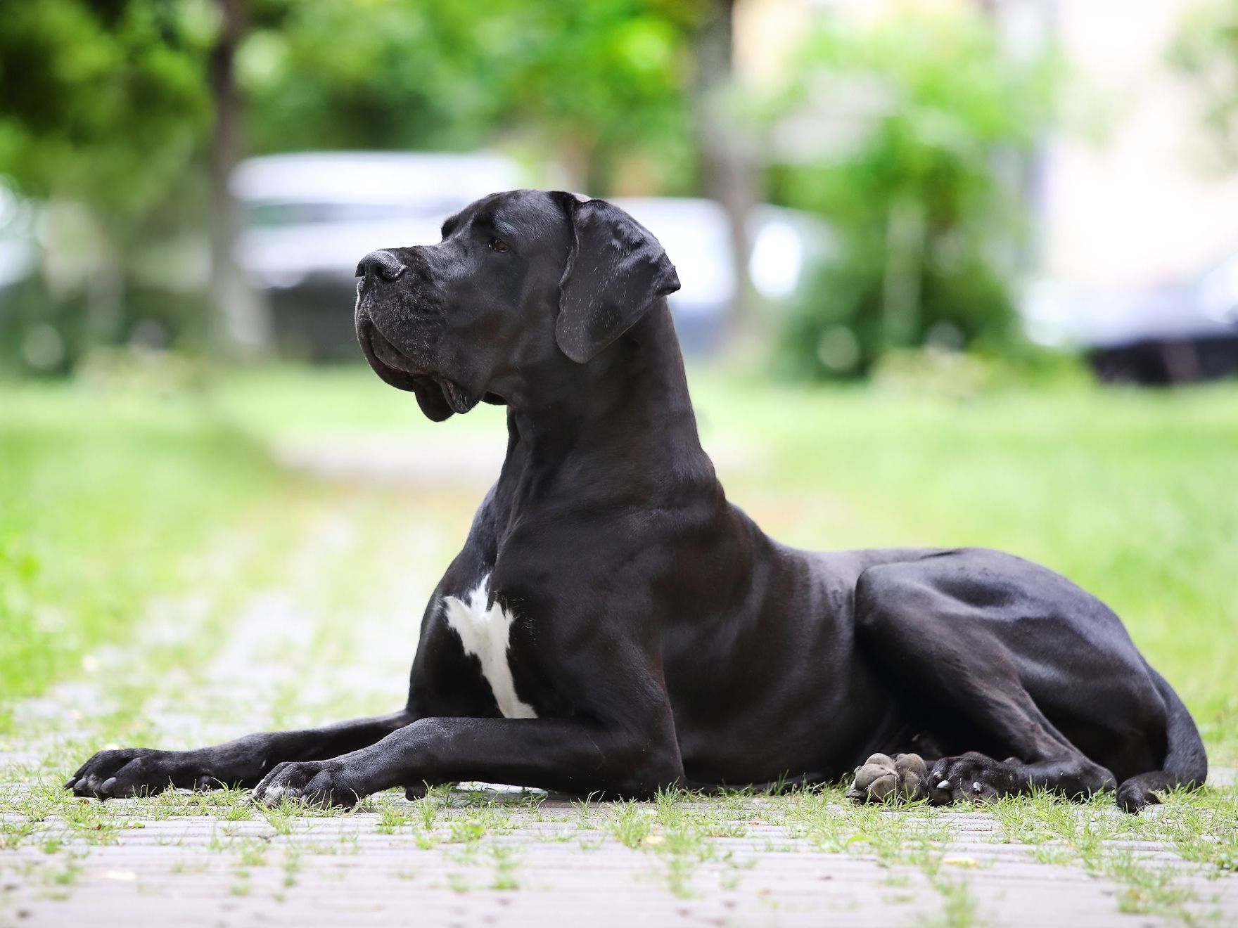 Dogue allemand noir sur un fond de verdure.