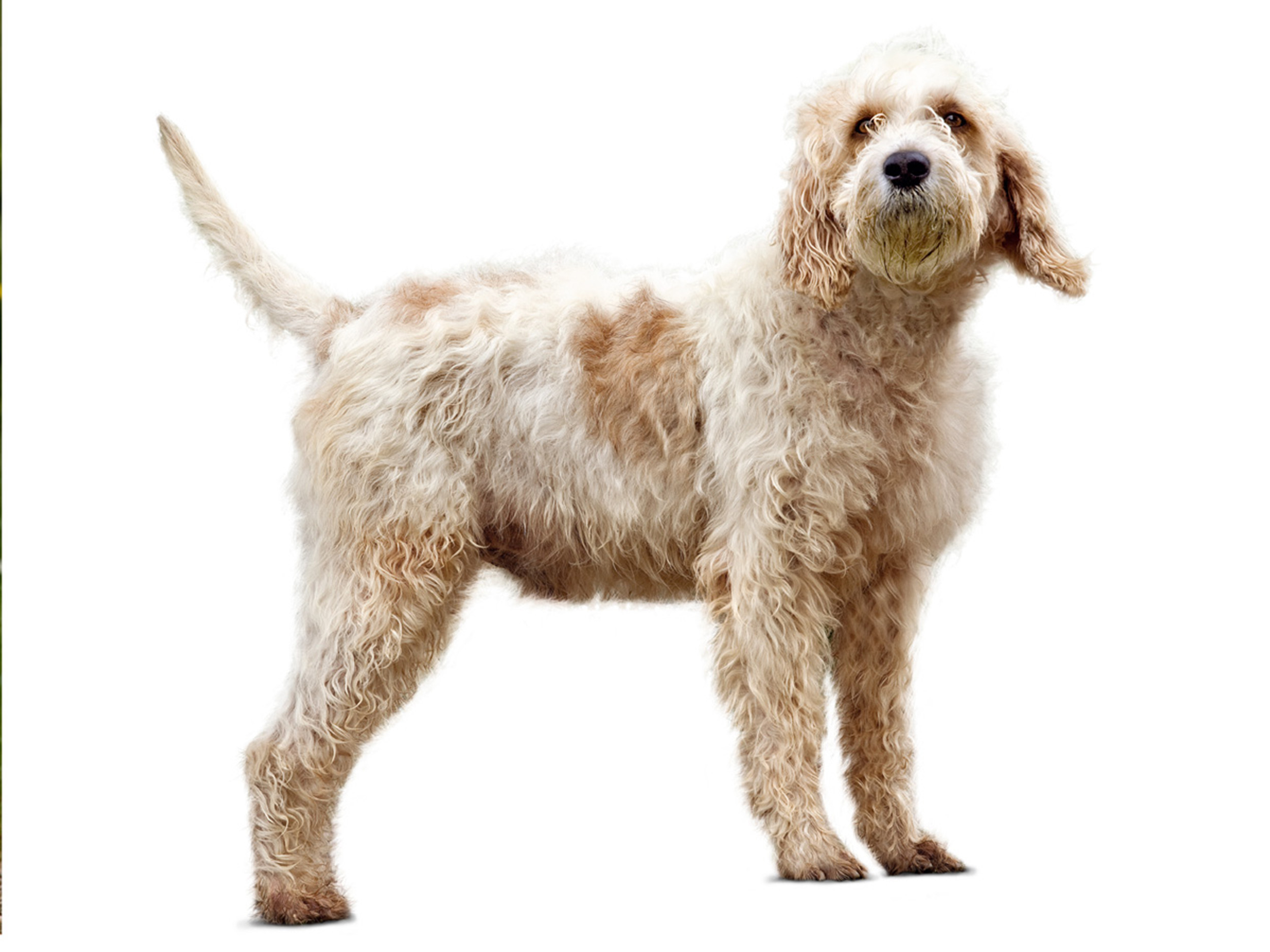 Briquet Griffon Vendeen adult black and white