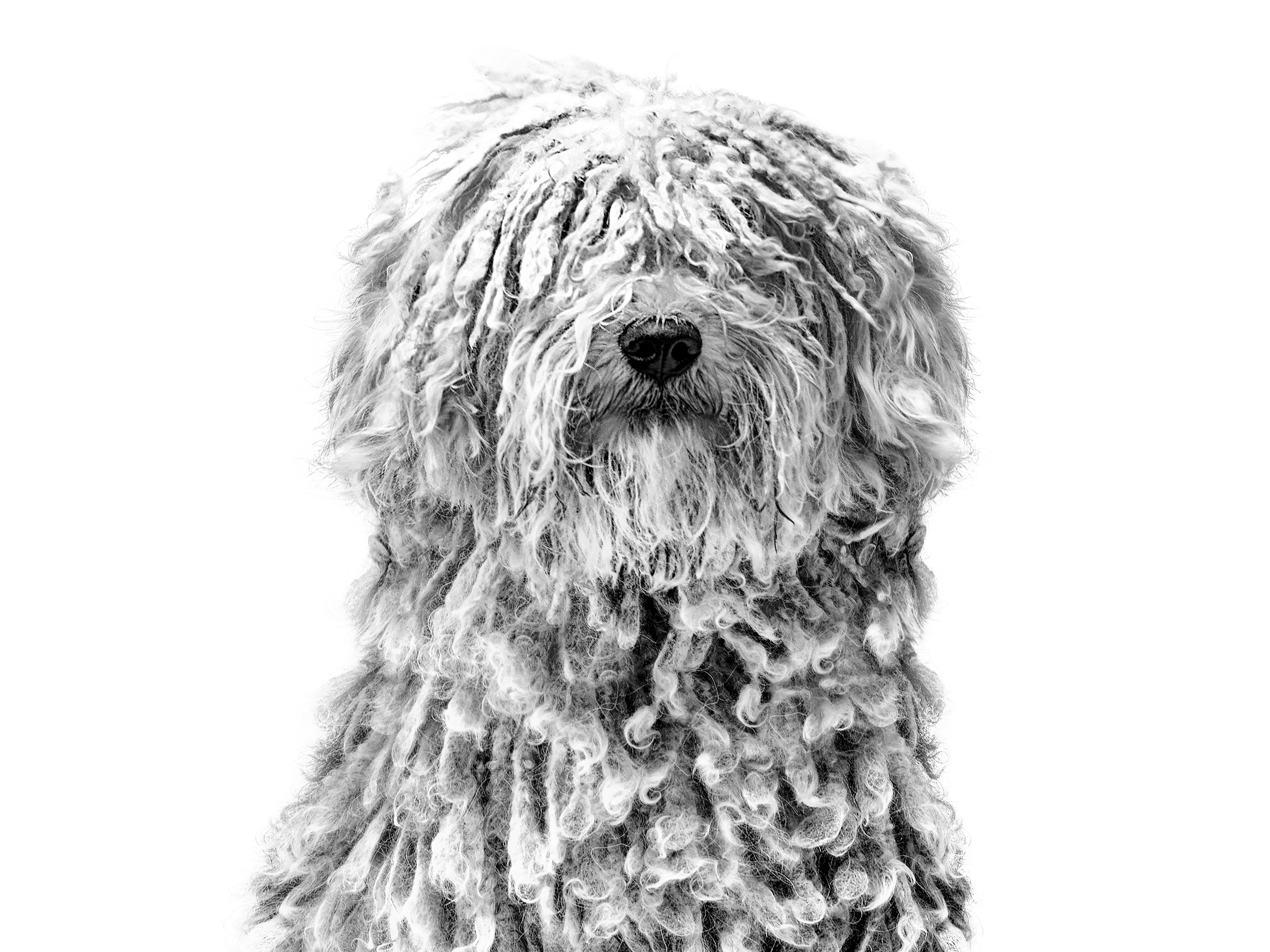 BD96H-Puli-adult-in-black-and-white
