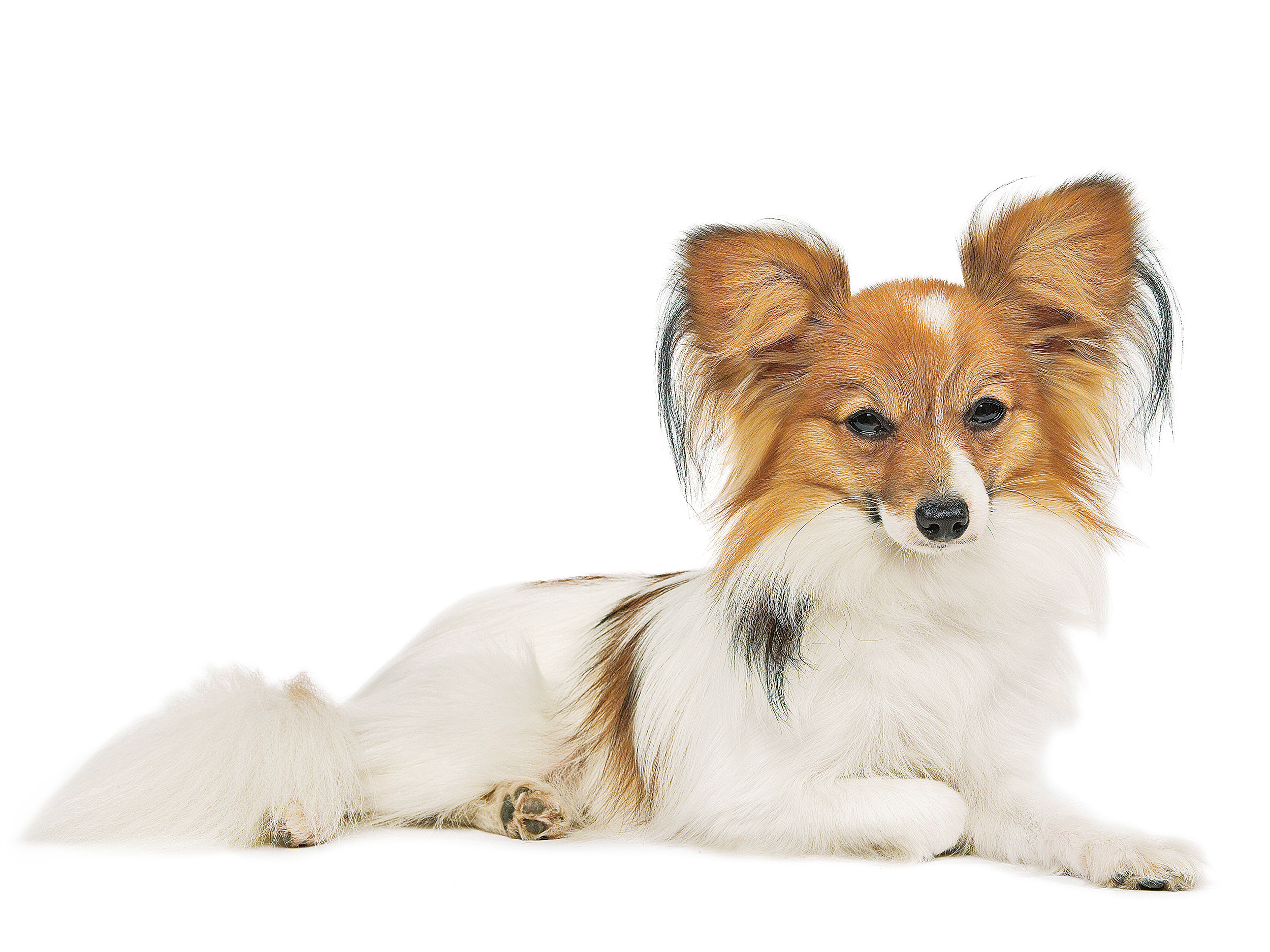 Image result for dog pictures