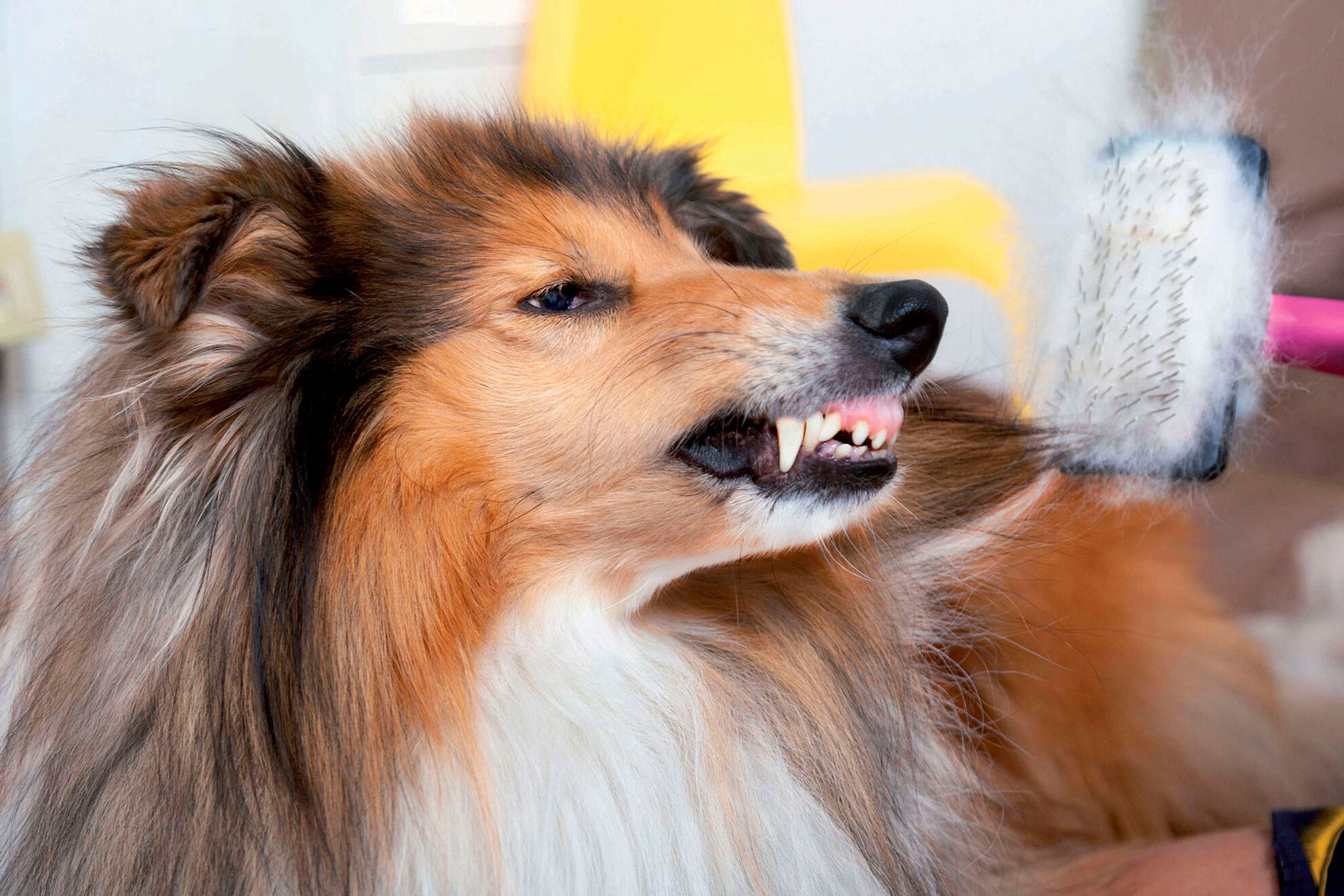 A study in Australia over a five-year period showed that unwanted behavior accounted for 30% of dogs euthanized before 3 years of age