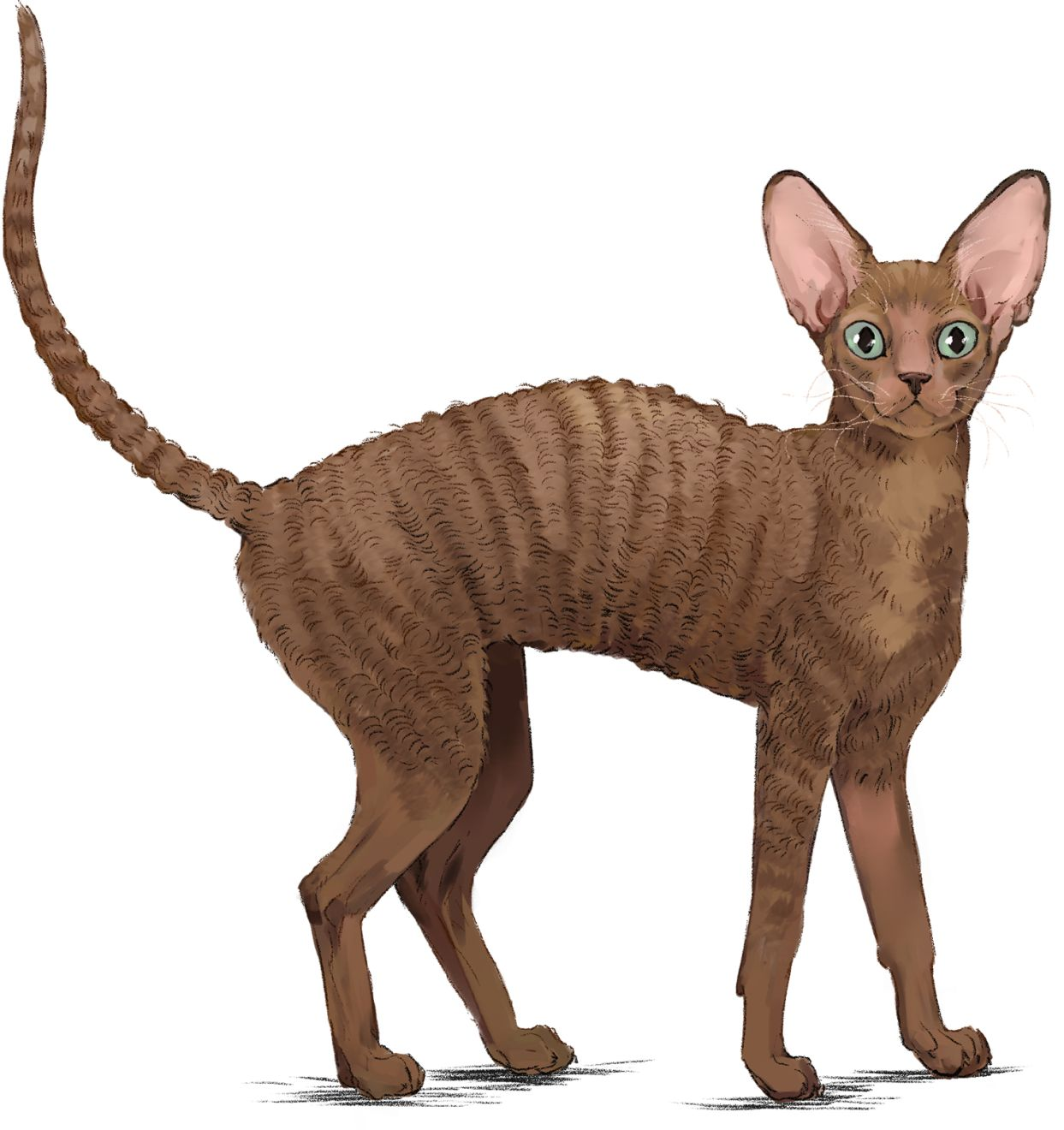 Cornish Rex